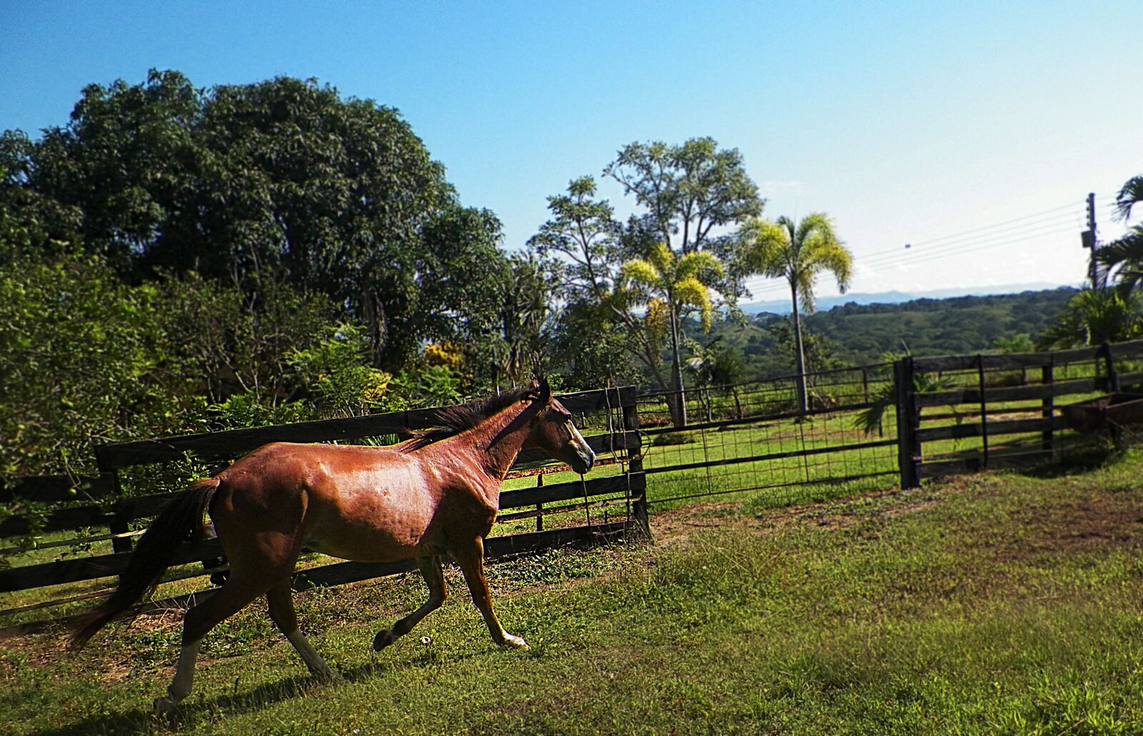 Kodak EASYSHARE Z5010 DIGITAL CAMERA sample photo. Hourse, horse, nature photography