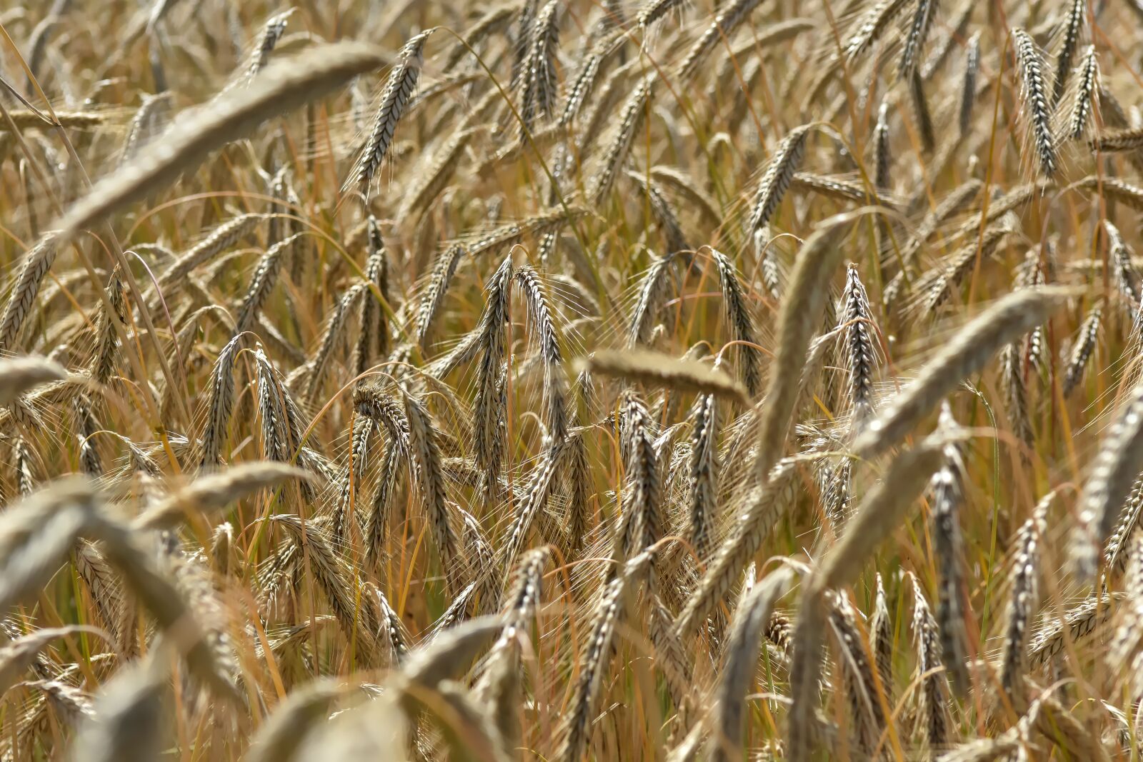 Nikon D7200 sample photo. Field, wheat, barley photography