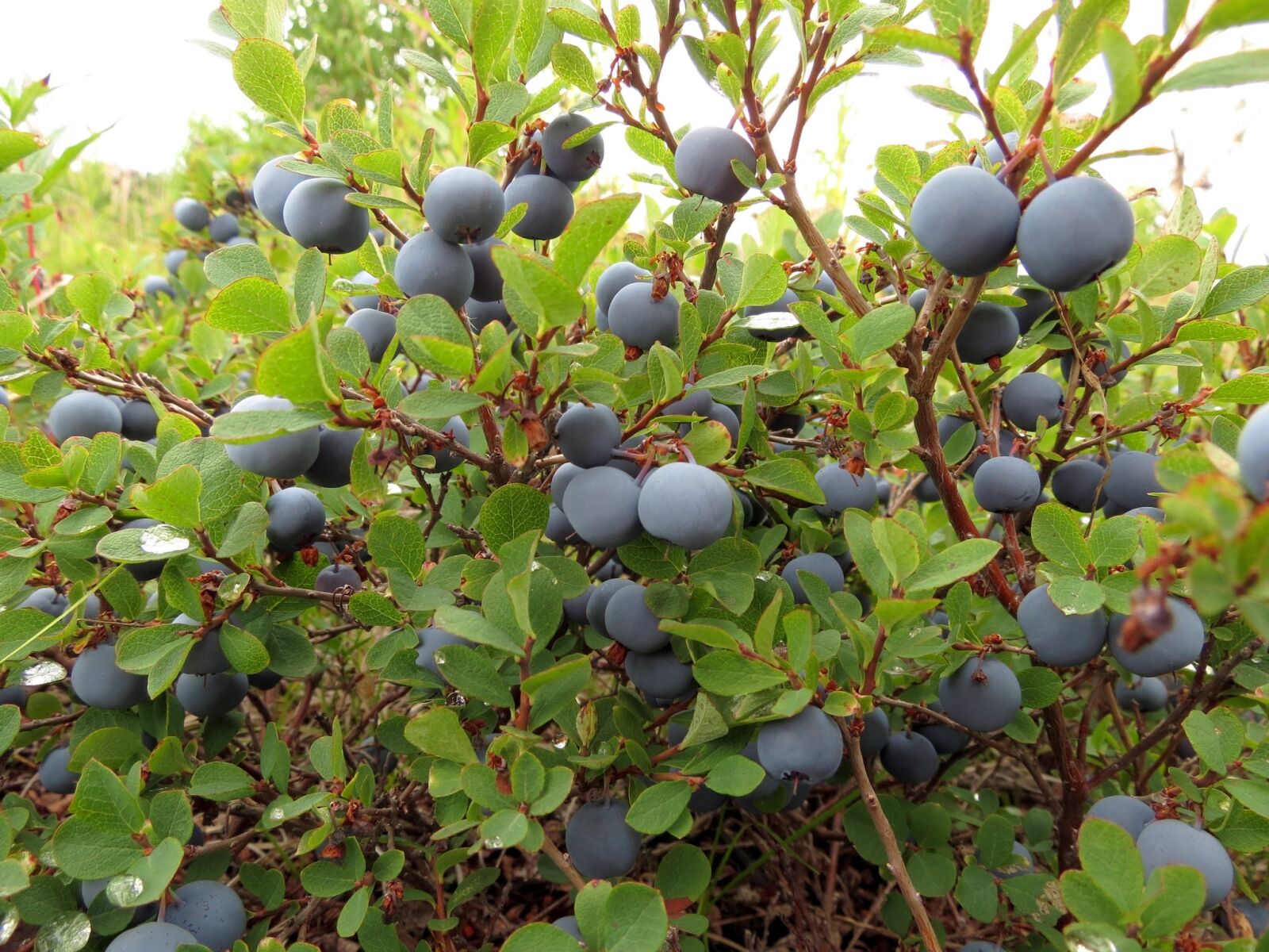 Canon PowerShot SX40 HS sample photo. Blueberries, berry, wild berry photography