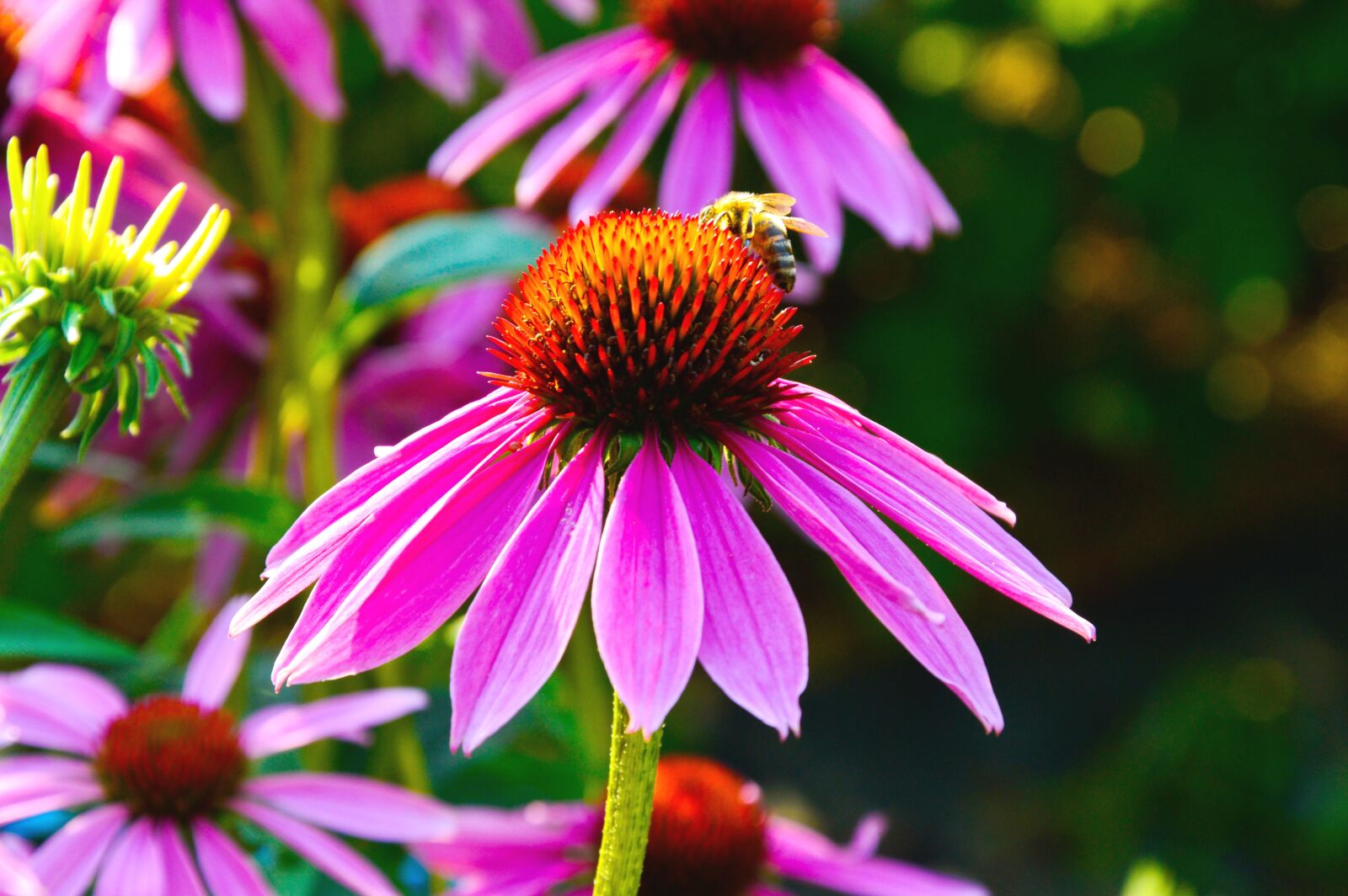 Nikon D3200 sample photo. Flower, violet, heart orange photography