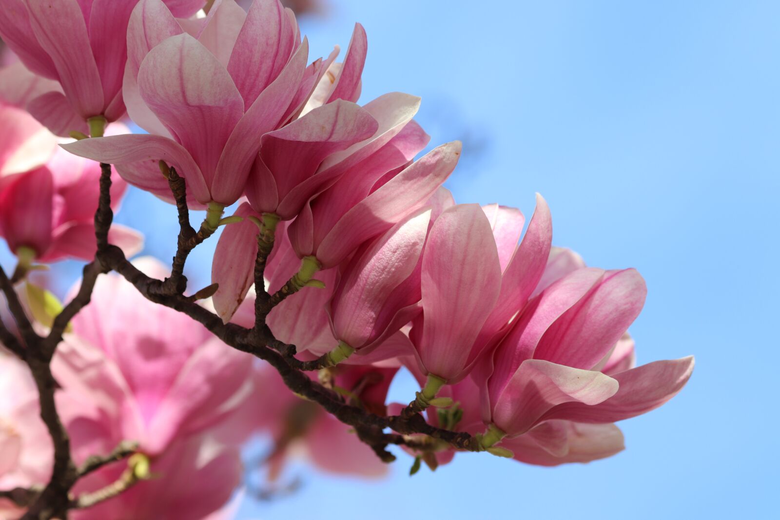 Canon EOS 200D (EOS Rebel SL2 / EOS Kiss X9) sample photo. Pink magnolia, spring, flowers photography