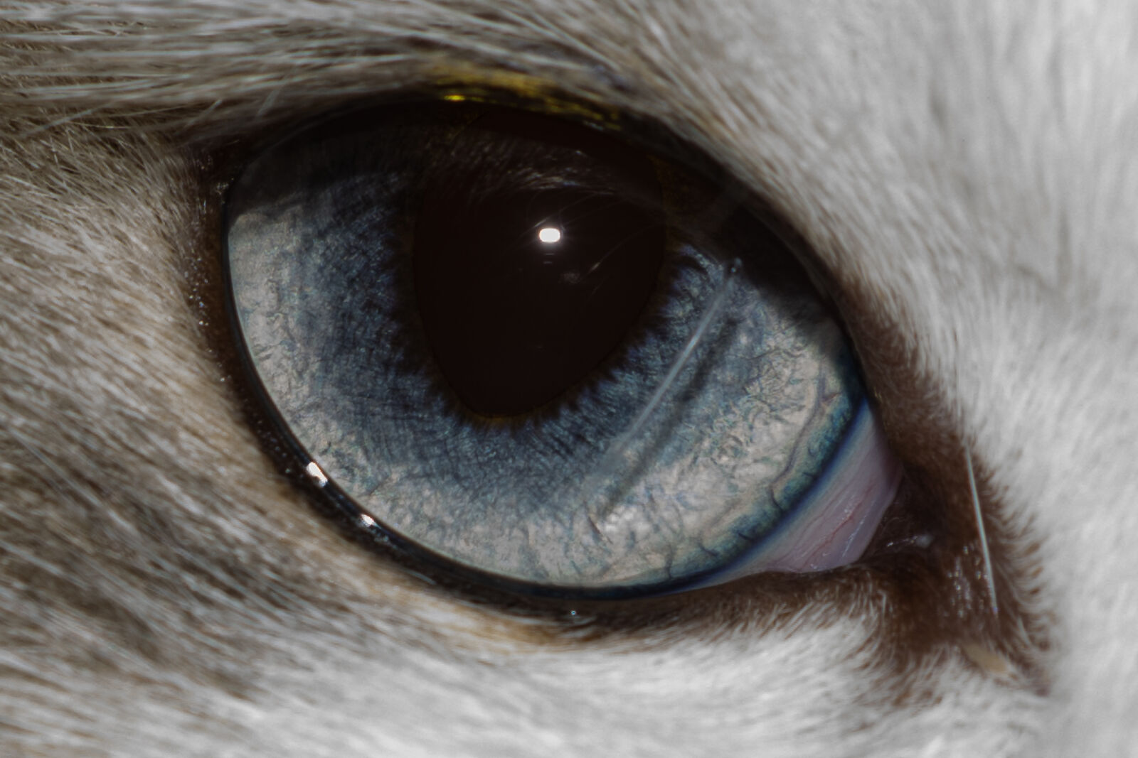 Nikon D5300 sample photo. Cat's eye photography