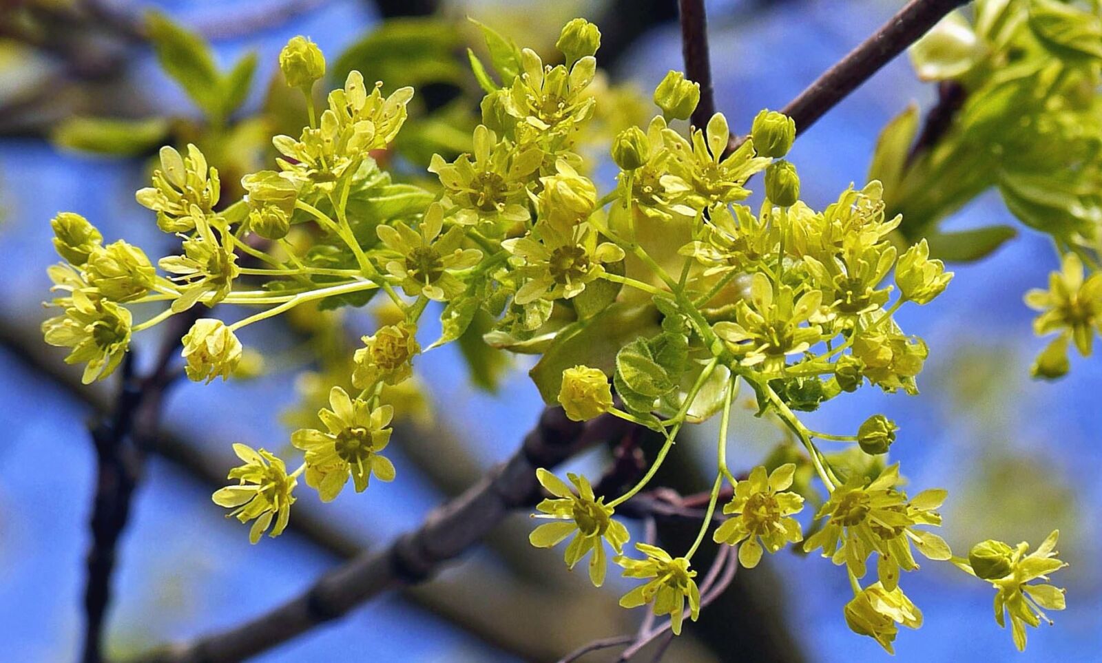 Panasonic Lumix DMC-GH3 sample photo. Tree, branch, flower, shrub photography