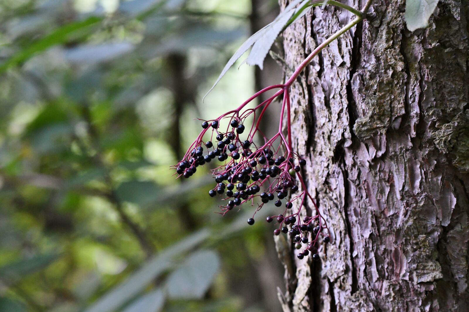 Nikon D500 sample photo. Elderberry, tree trunk, forest photography