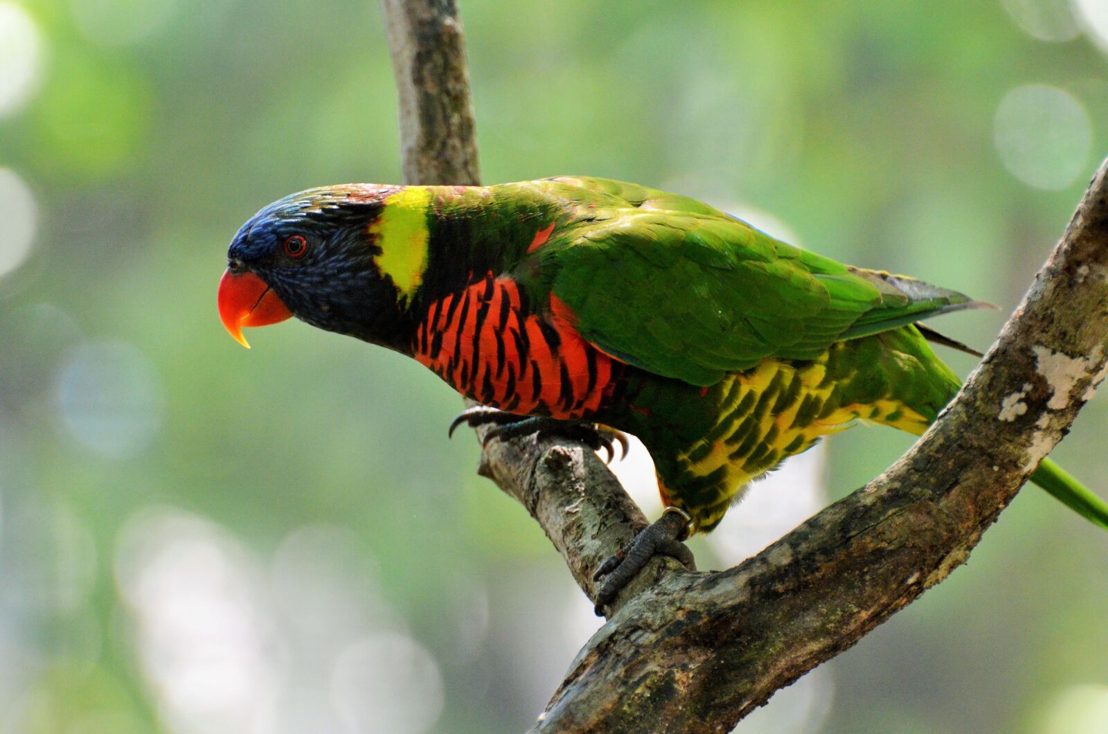 Nikon D5100 sample photo. Parakeet corrugated, bird, colors photography