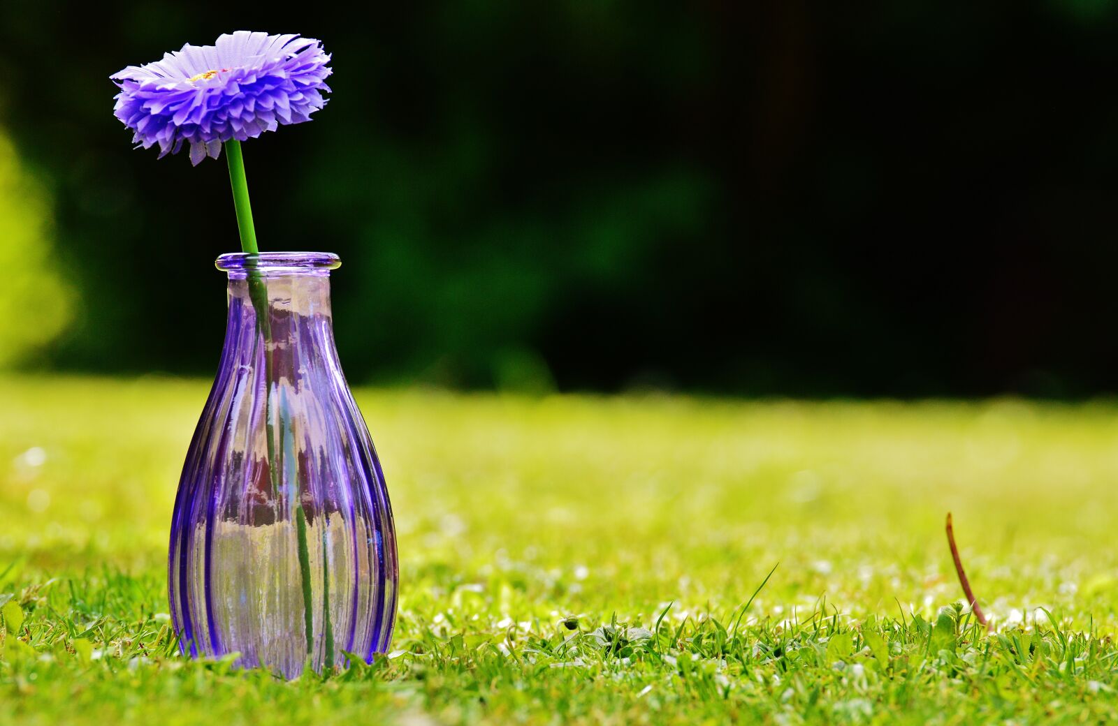 Nikon D3200 sample photo. Vase, glass, flower photography
