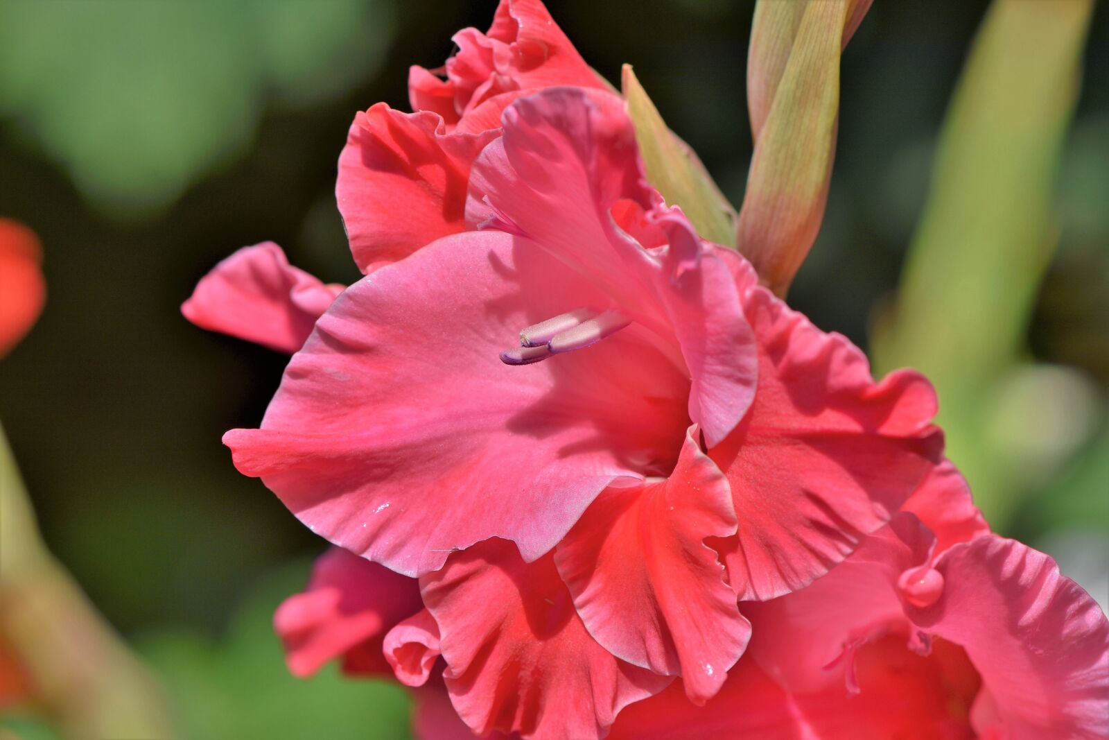 Nikon D7200 sample photo. Gladiolus, gladidus, butterfly greenhouse photography