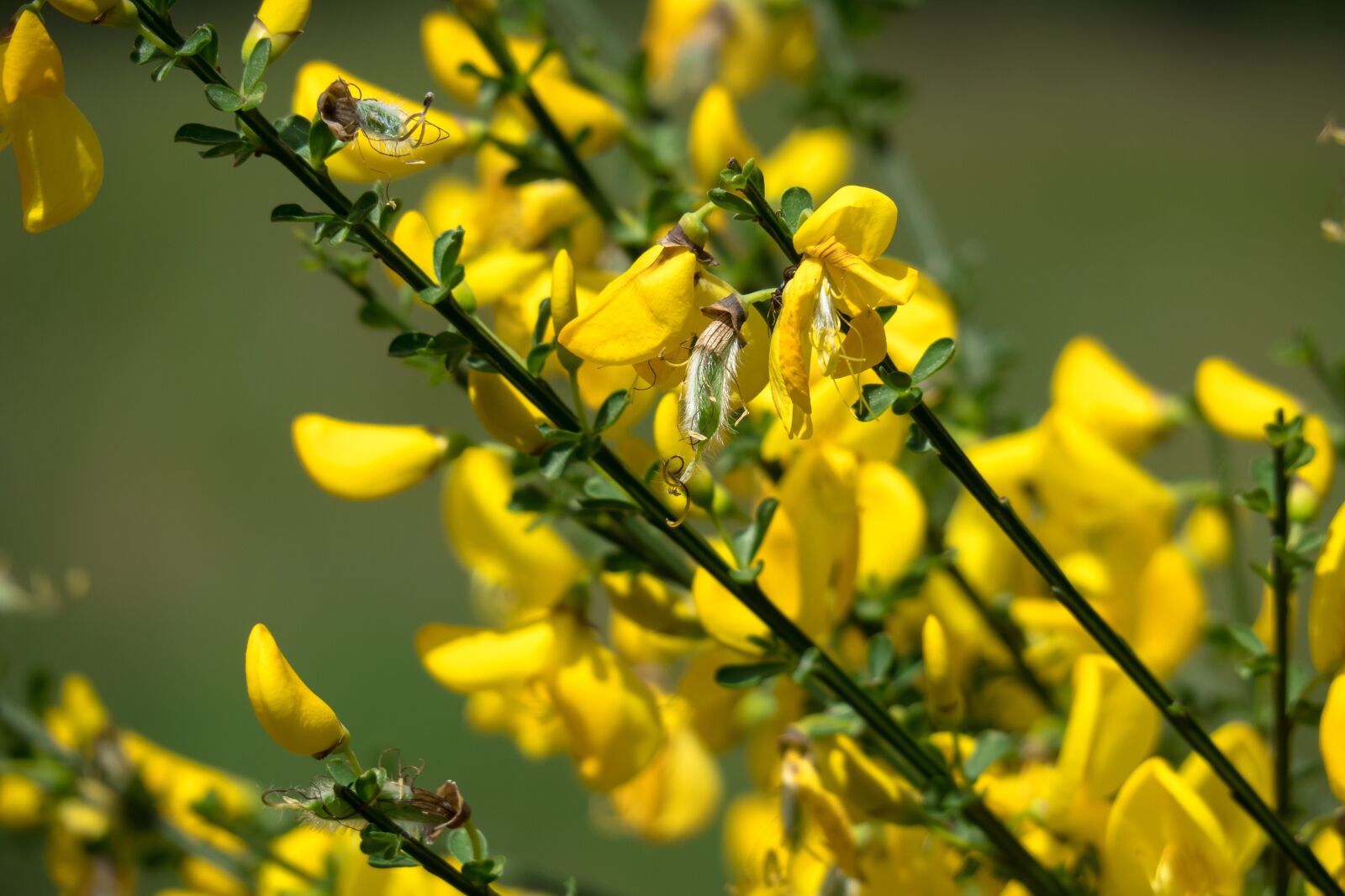 Canon PowerShot G3 X sample photo. Broom, gorse blossom, broom photography