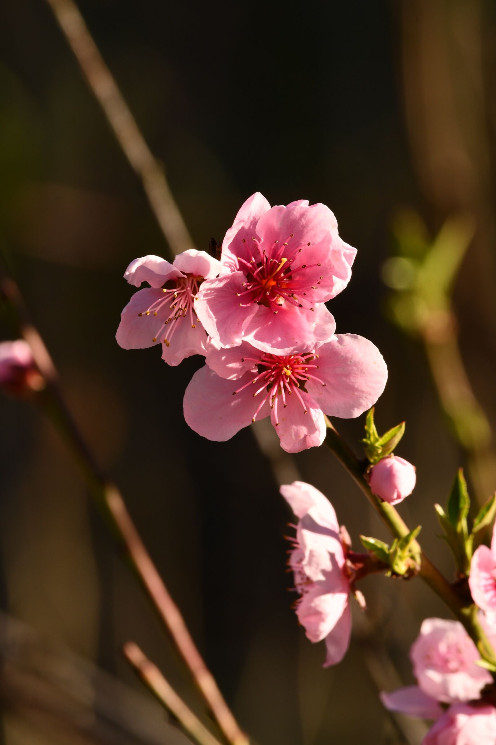 Nikon D7500 sample photo. Flowers, pesco, rosa photography