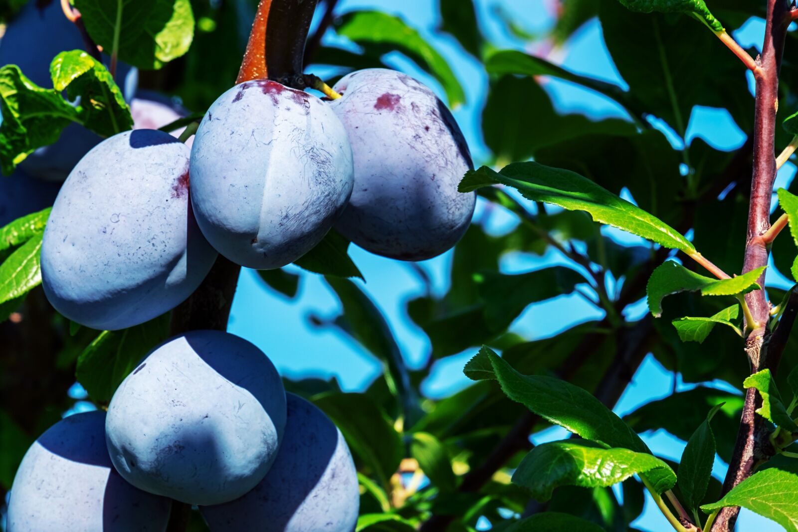 Fujifilm XF 55-200mm F3.5-4.8 R LM OIS sample photo. Plums, plum tree, fruit photography