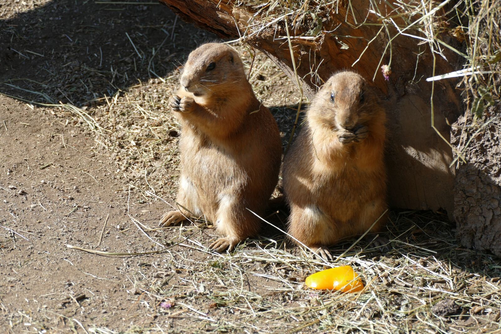 Panasonic Lumix DMC-FZ1000 sample photo. Zoo, meerkat, animal photography