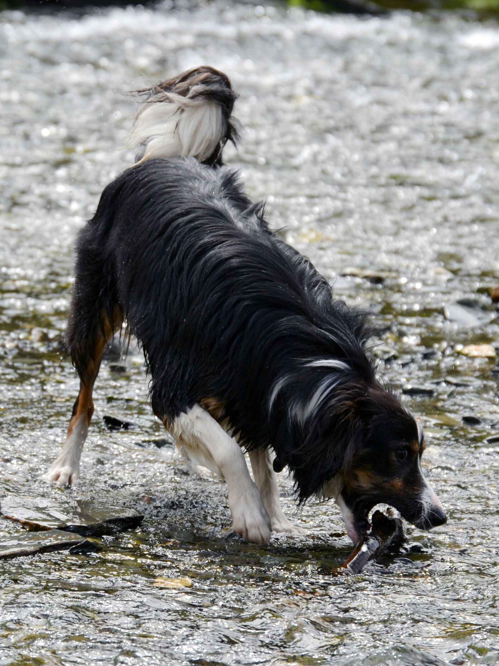 Nikon D3100 sample photo. Border collie, dog, sheepdog photography