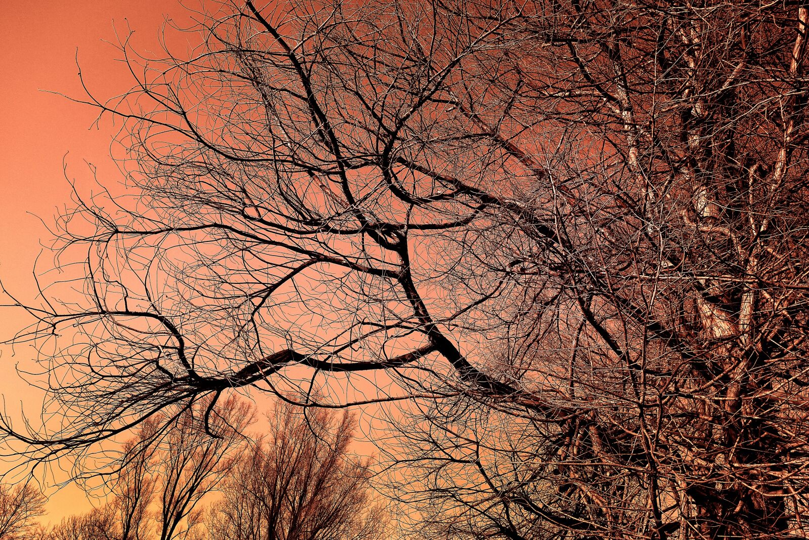 Sony Cyber-shot DSC-RX100 sample photo. Tree, tree top, winter photography