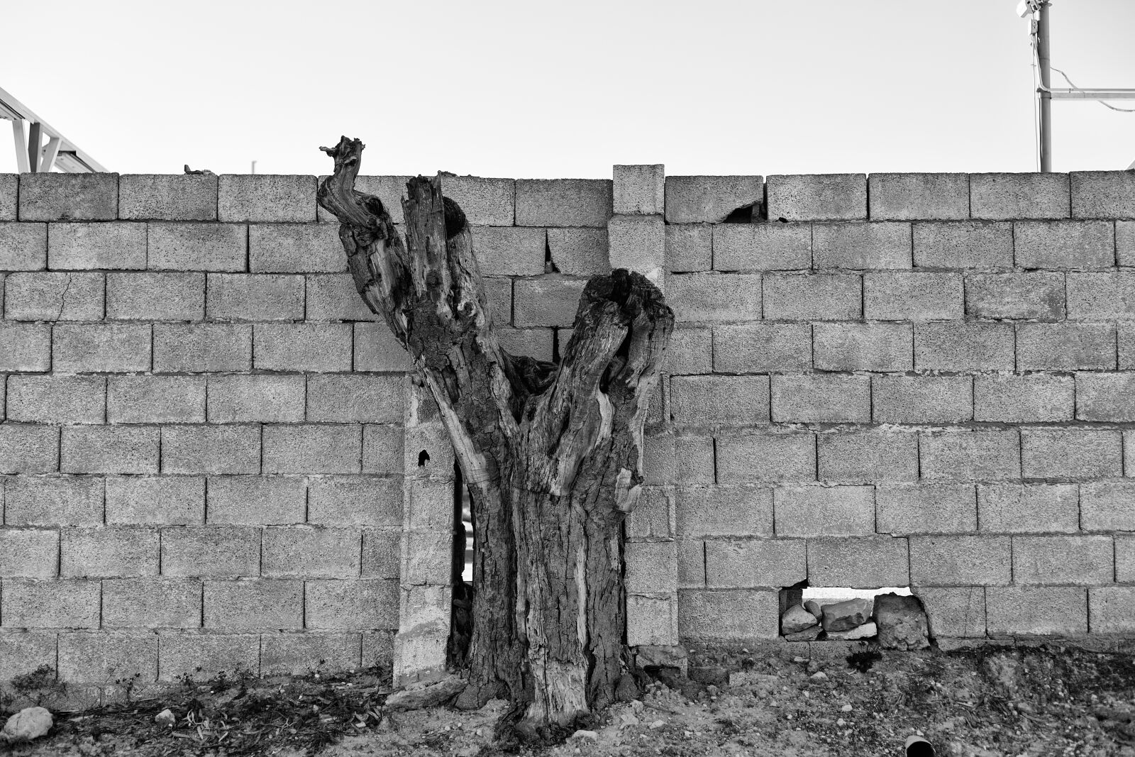 Canon EOS 6D + Canon EF 50mm F1.8 STM sample photo. Beautiful, dead, tree photography