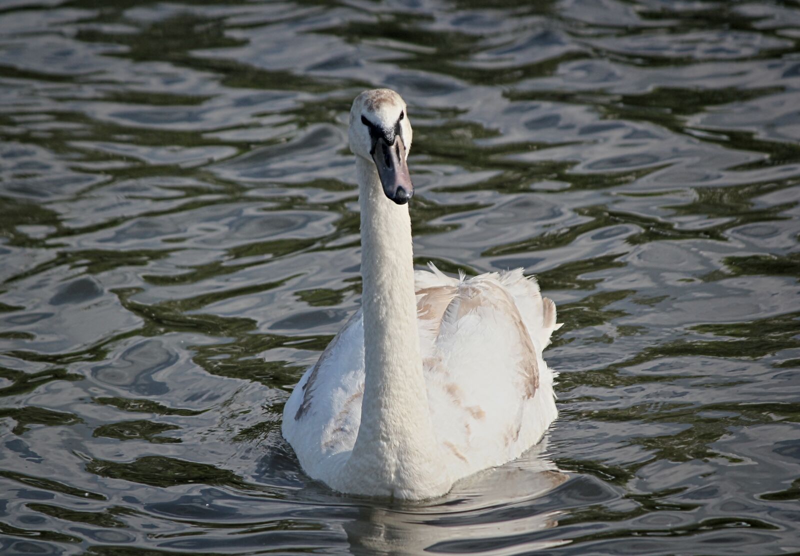 Canon EOS 550D (EOS Rebel T2i / EOS Kiss X4) sample photo. Swan, large, bird photography