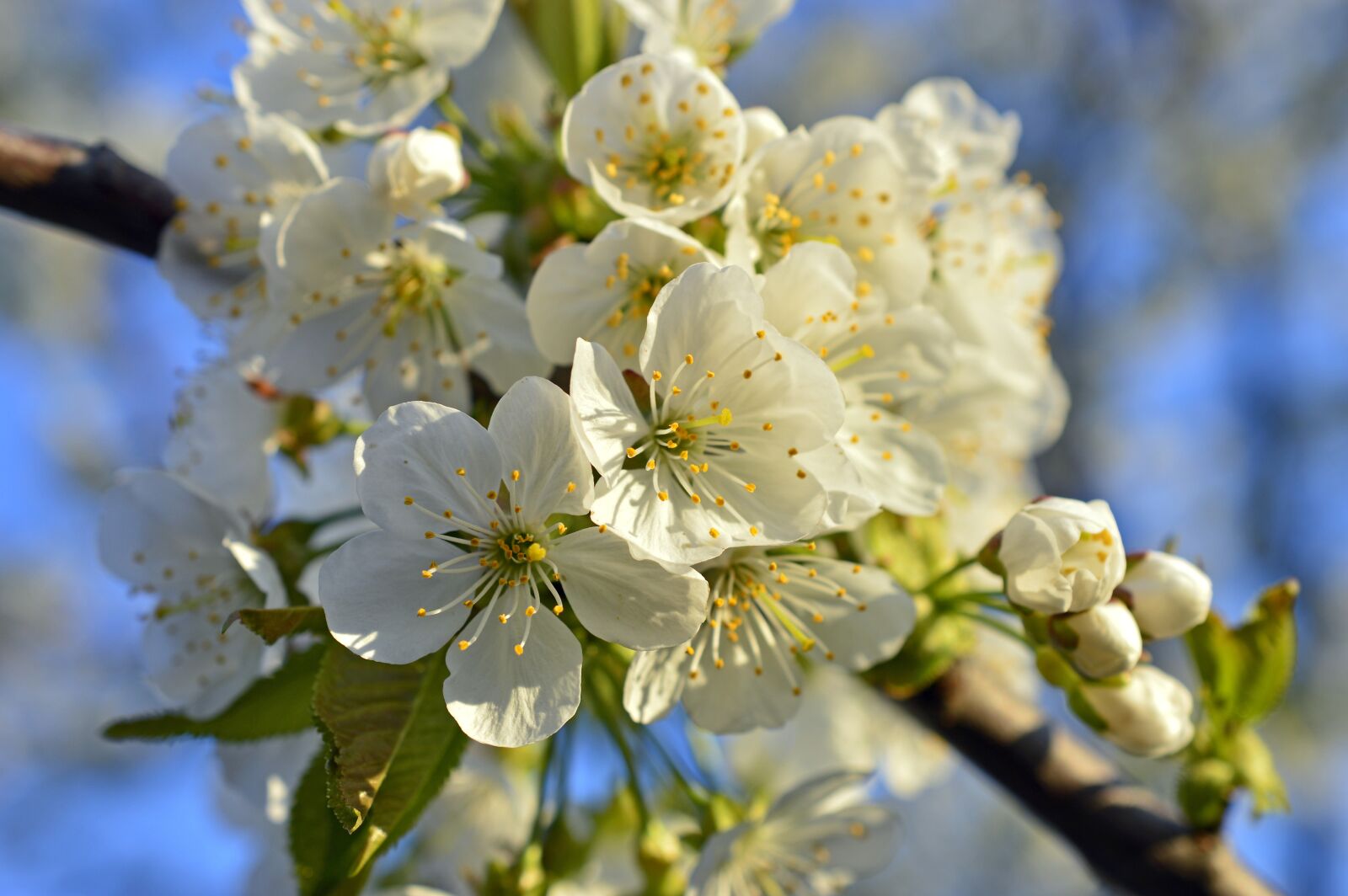 Nikon D3200 sample photo. Cherry, blossom, bloom photography