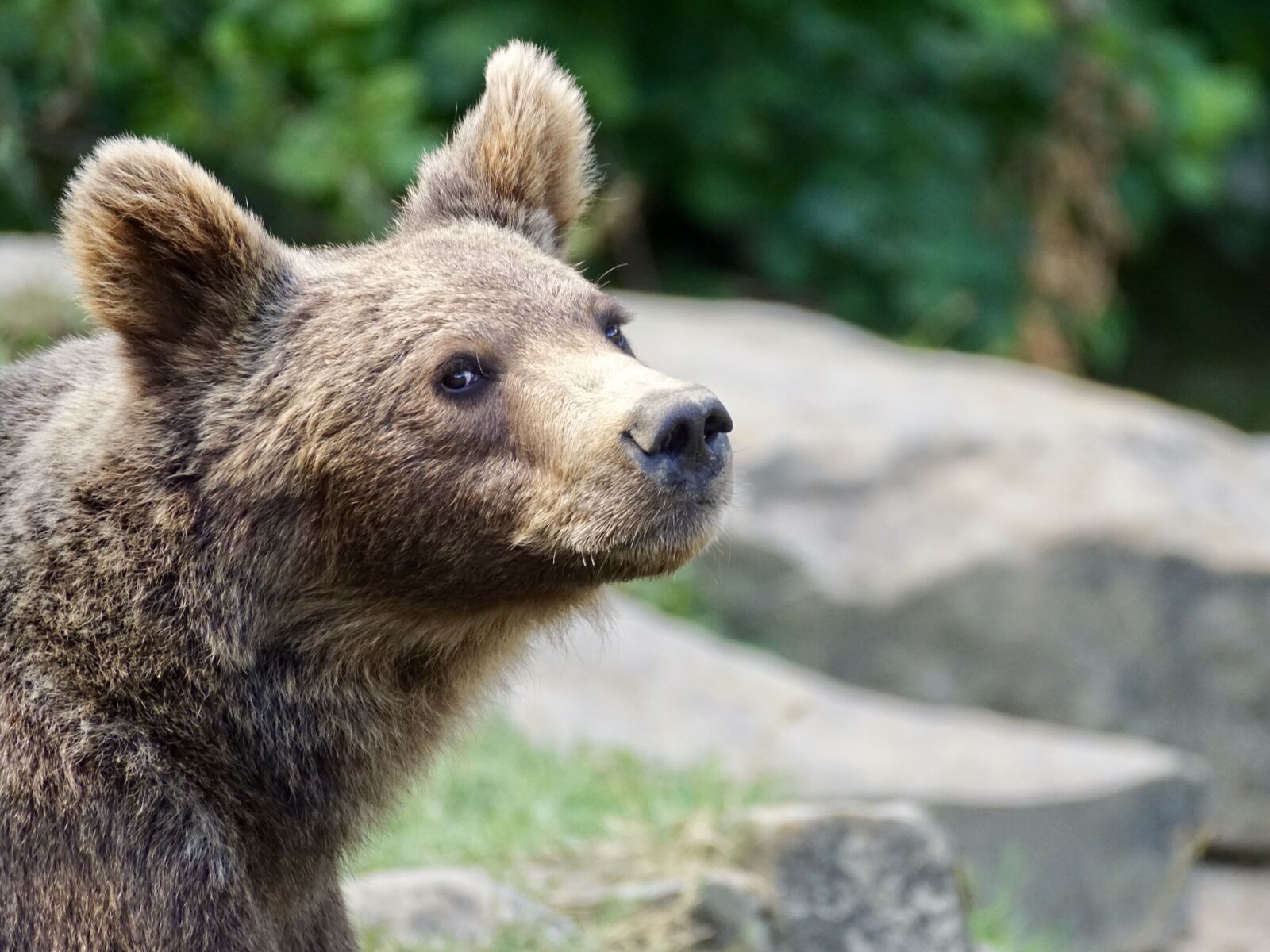 Sony DT 55-300mm F4.5-5.6 SAM sample photo. Brown bear, young animal photography