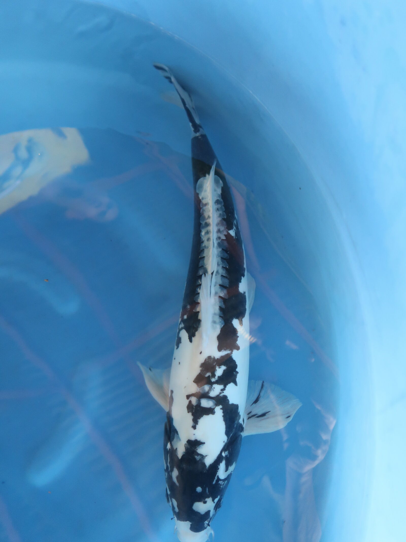 Canon PowerShot G7 X Mark II sample photo. Koi, fishes photography