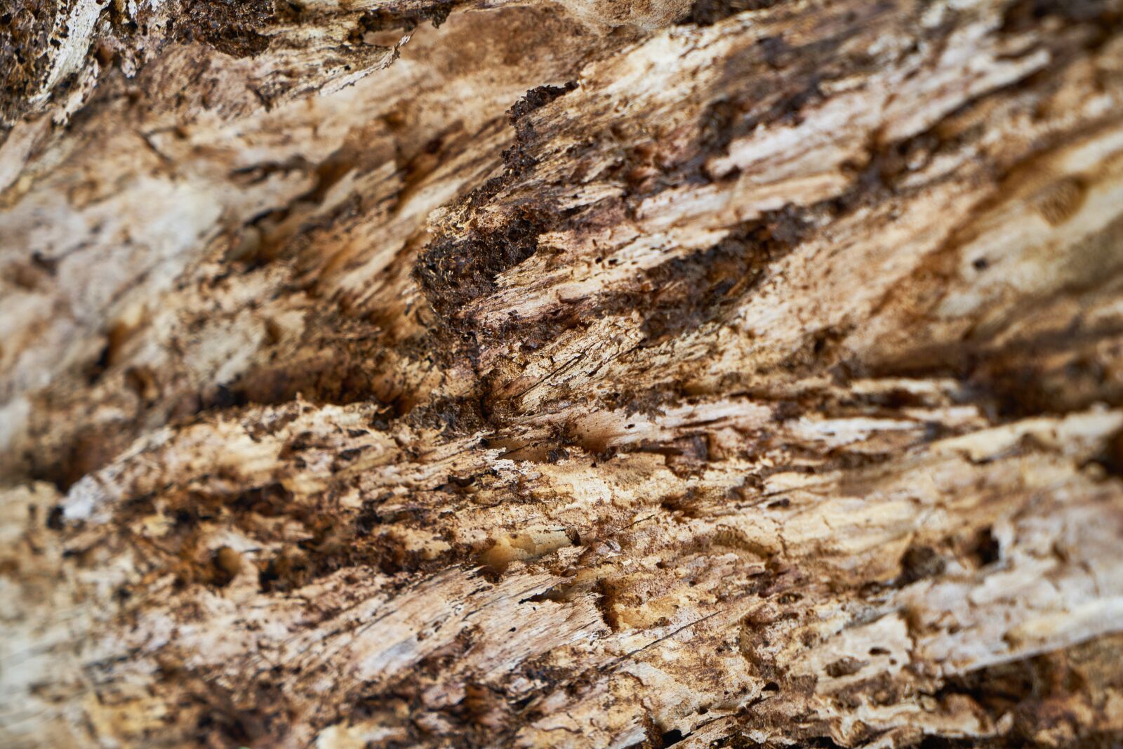 Sony a7R II sample photo. Wood, timber, texture photography