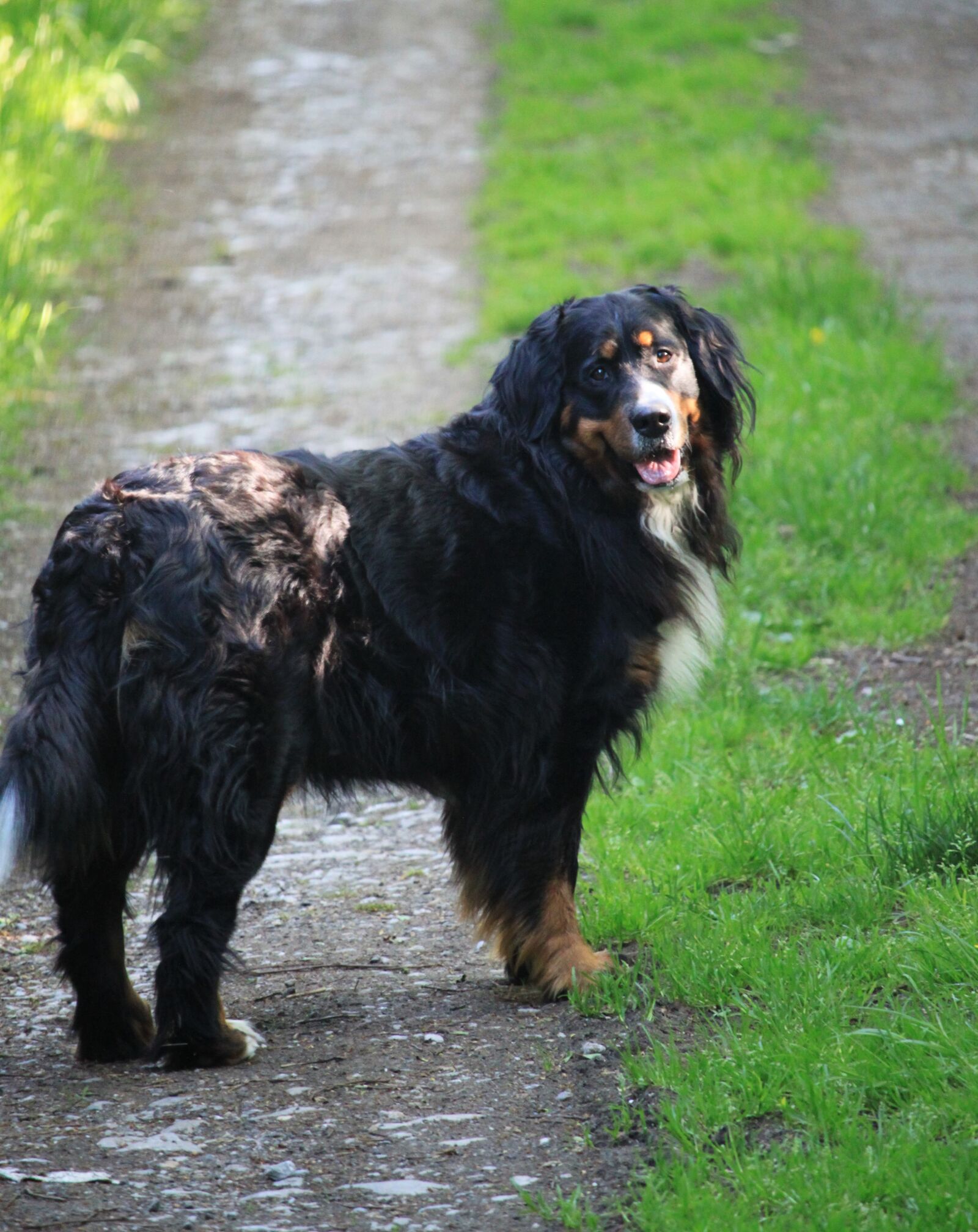 Canon EOS 500D (EOS Rebel T1i / EOS Kiss X3) sample photo. Dog, berner, bernese mountain photography