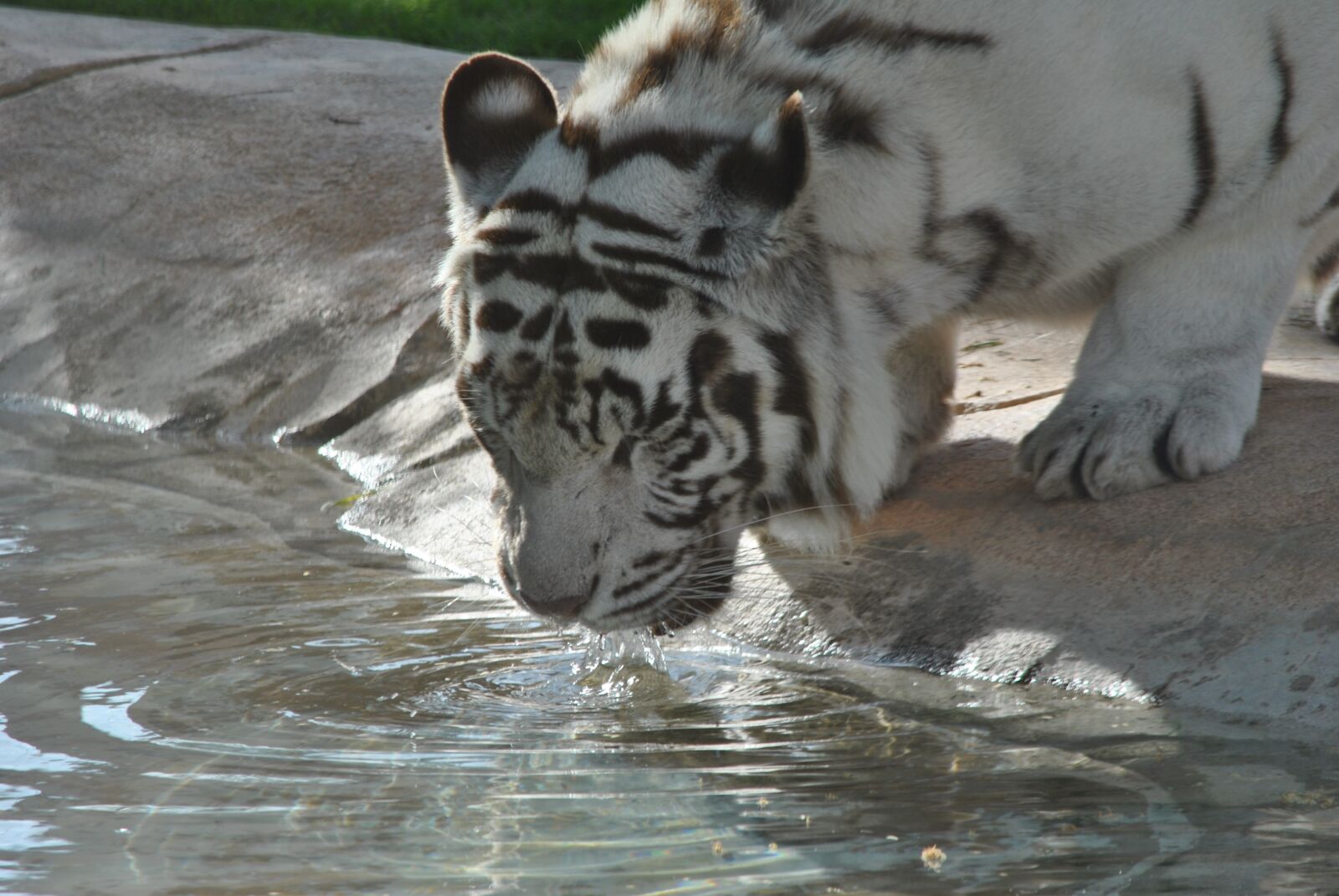 Nikon D3000 sample photo. Tiger, tigers, bianca photography