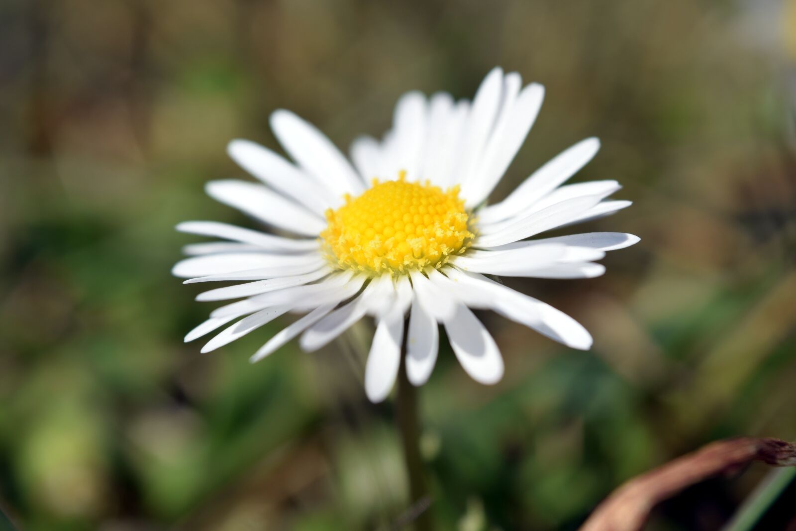 Nikon D5300 sample photo. Daisy, flower, meadow photography