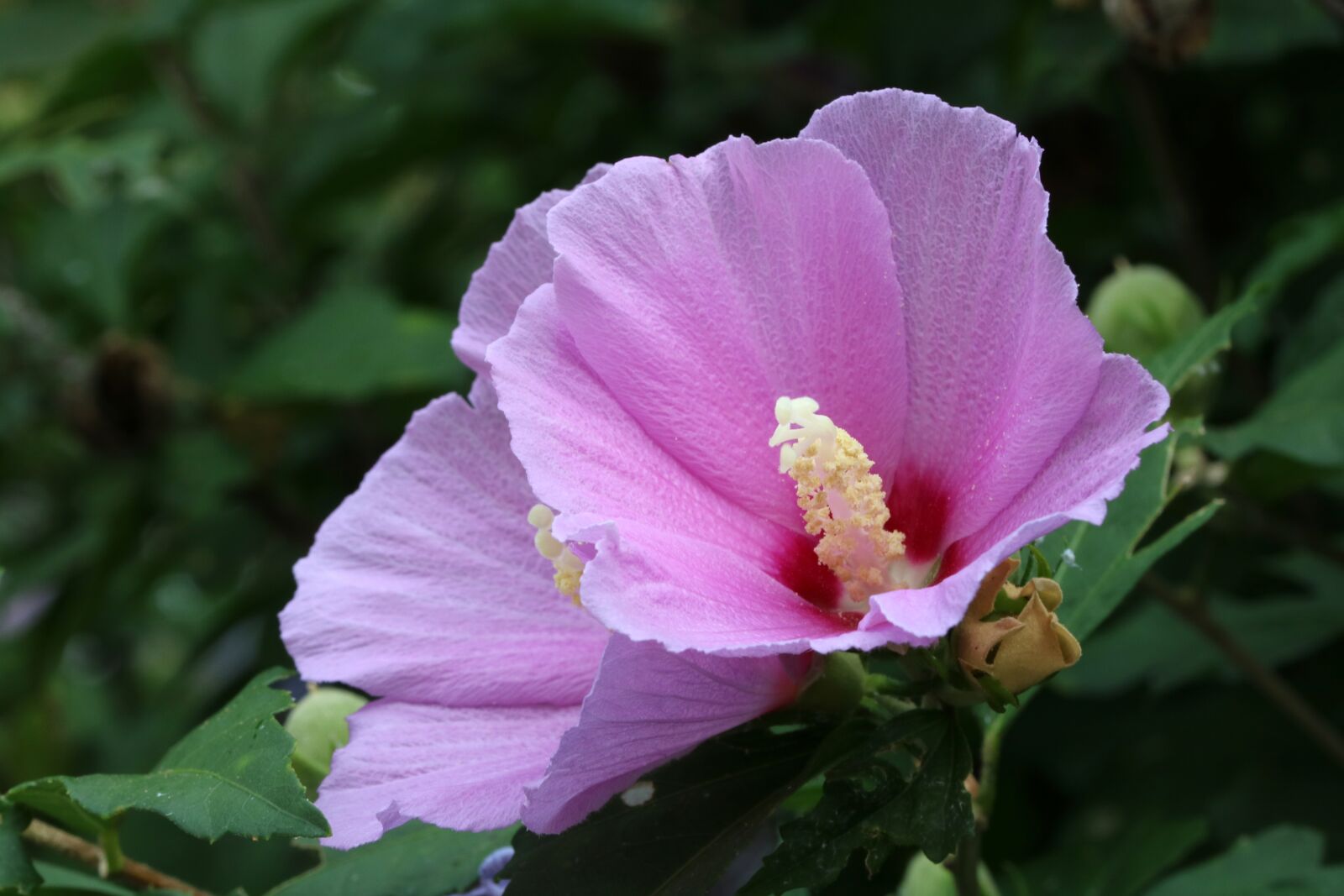 Canon EOS 750D (EOS Rebel T6i / EOS Kiss X8i) sample photo. Rose of sharon, flowers photography