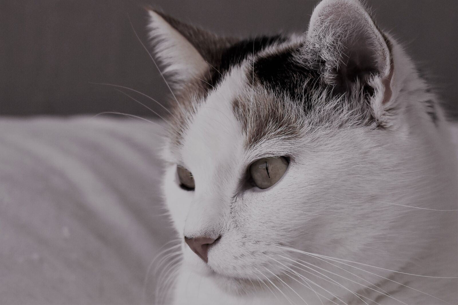 Nikon D5500 sample photo. Cat, pet, animal photography