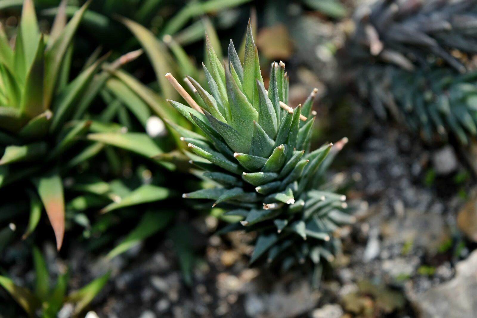 Nikon D5500 sample photo. Nature, plant, cactus, leaf photography