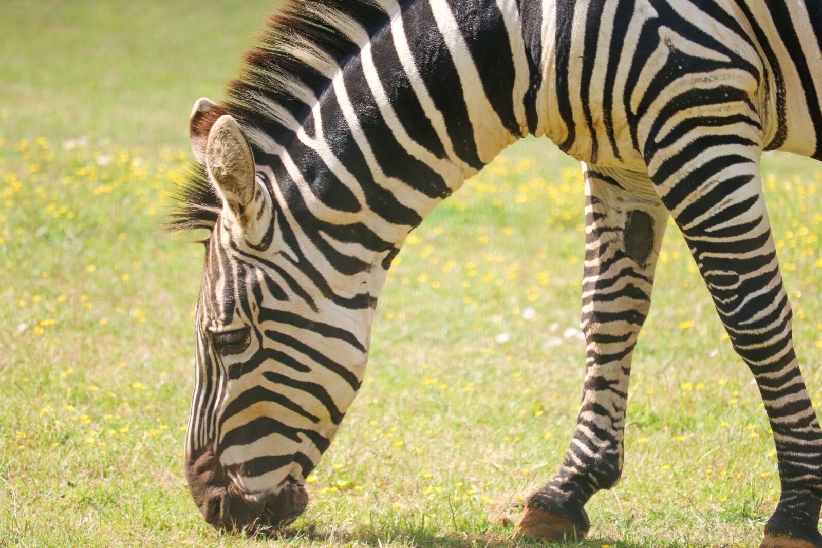 Canon EOS 800D (EOS Rebel T7i / EOS Kiss X9i) sample photo. Zoo, animal, zebra photography