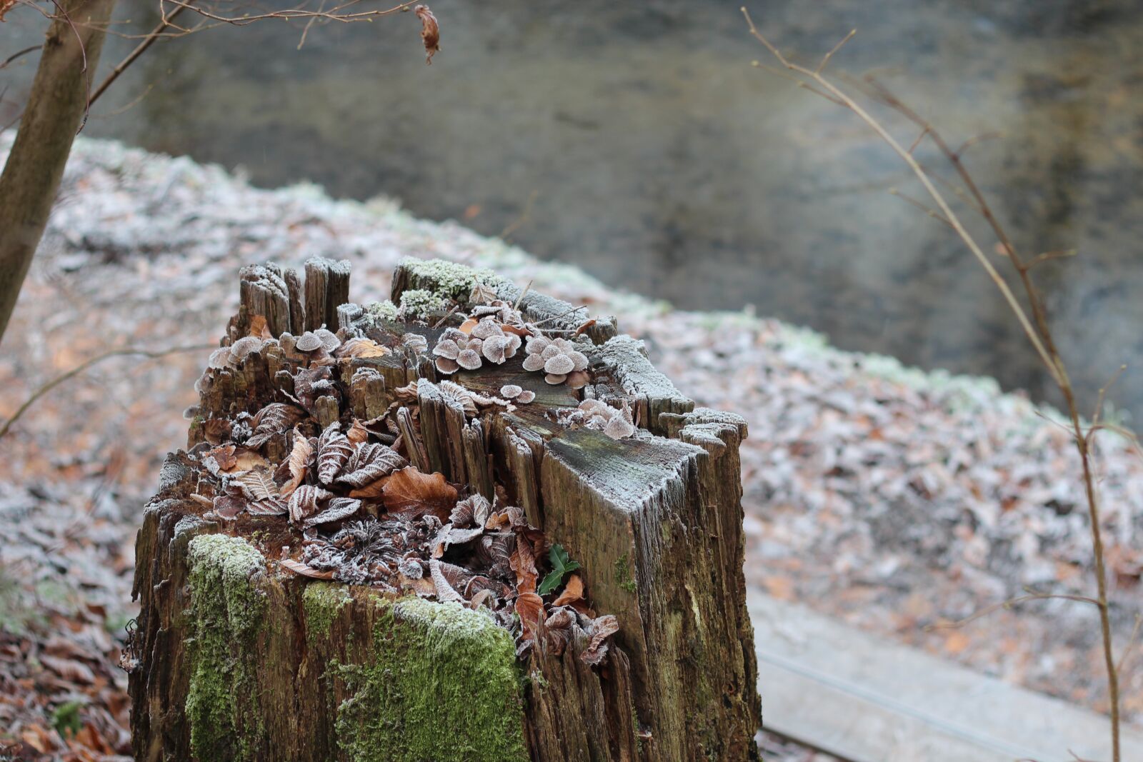 Canon EOS 600D (Rebel EOS T3i / EOS Kiss X5) + Canon EF 50mm F1.8 II sample photo. Frost, winter, hoarfrost photography