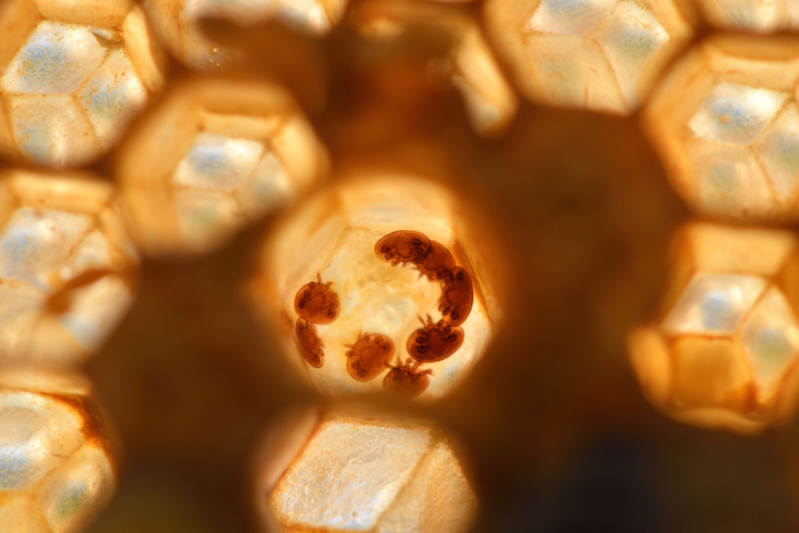 Nikon D500 sample photo. Varroa, varroa destructor, bees photography