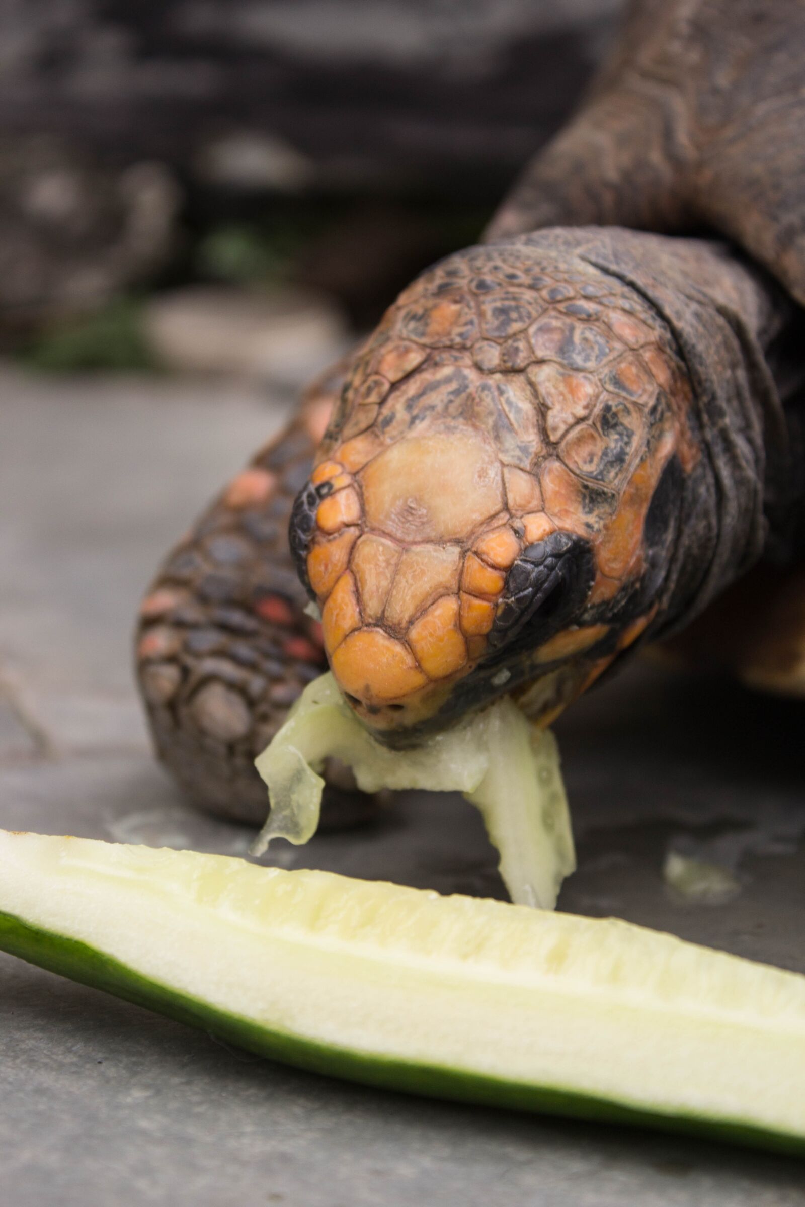 Canon EOS 60D sample photo. Tartaruga, animal, turtle photography