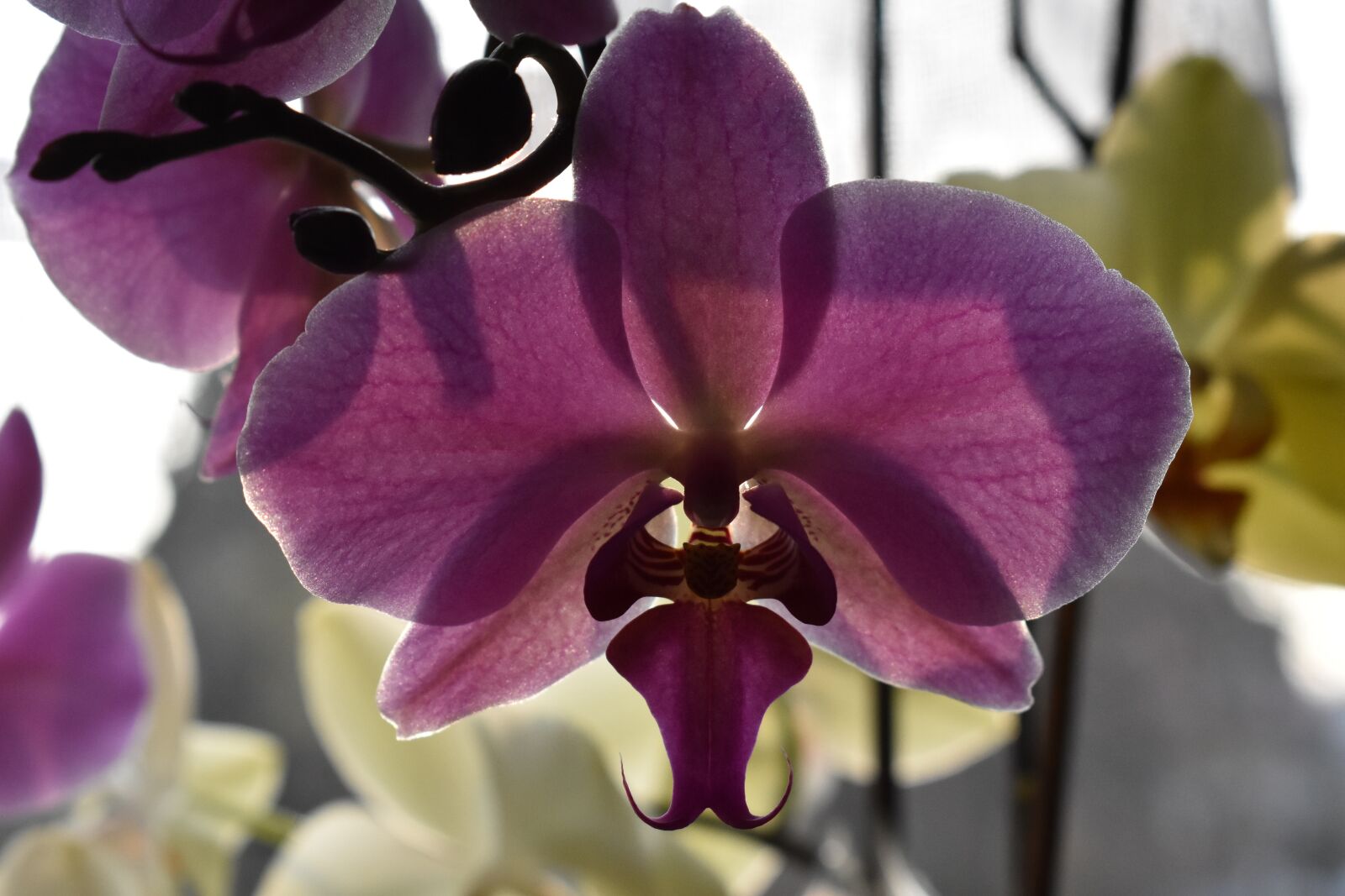 Nikon D3400 sample photo. Orchid, nature, flower photography