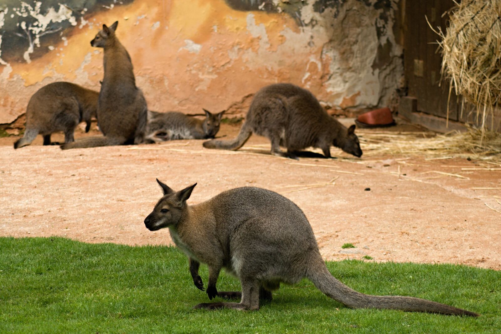 70.00 - 300.00 mm f/4.0 - 5.6 sample photo. Kangaroo, kangaroos, zoo photography