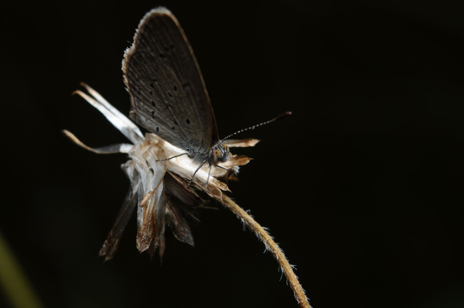 Nikon D90 sample photo. Butterflies, bugs, grass photography