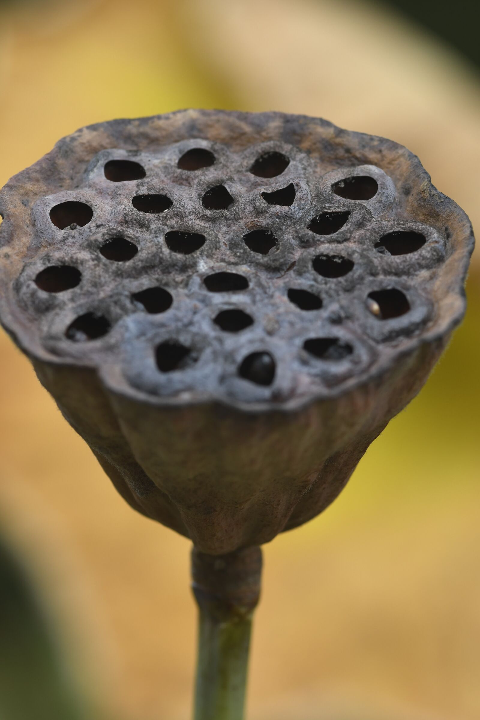 Nikon D500 sample photo. Macro, flower, nature photography