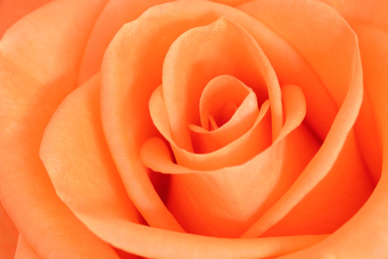 Canon EOS 80D sample photo. Rose, flower, petals photography