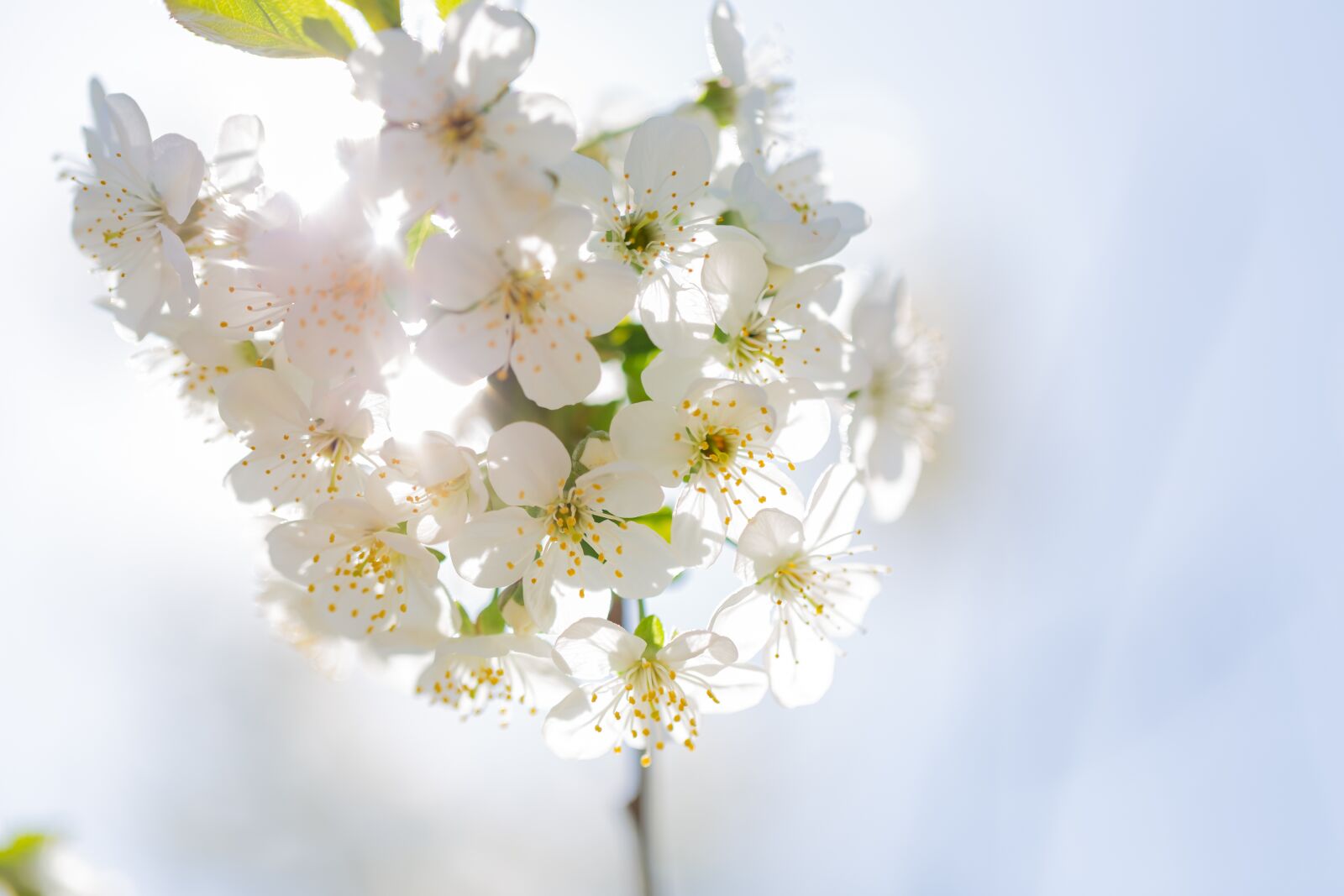 Canon EF 100mm F2.8L Macro IS USM sample photo. Bleed, sun, spring photography