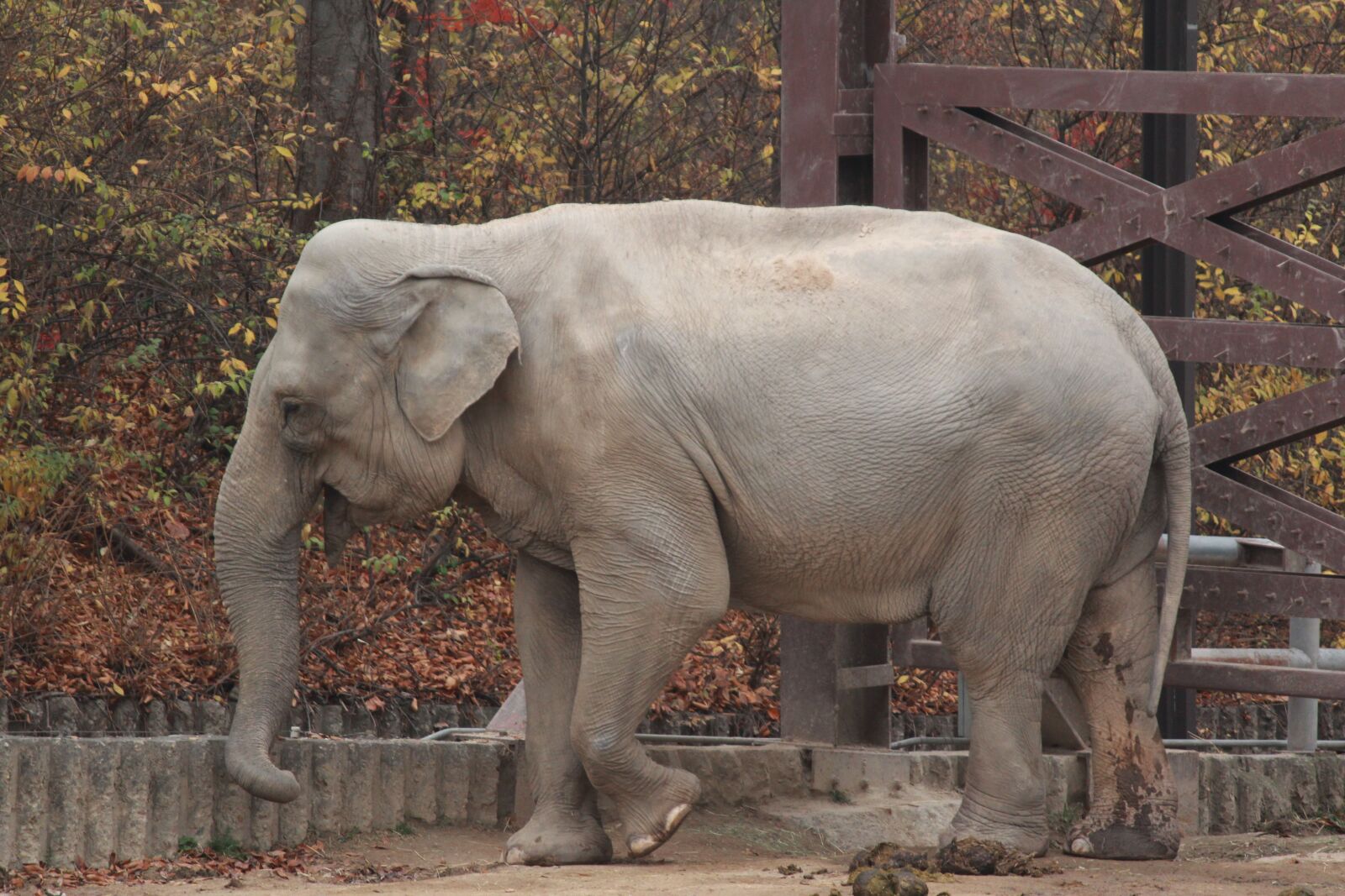 Canon EOS 600D (Rebel EOS T3i / EOS Kiss X5) + Canon EF-S 55-250mm F4-5.6 IS sample photo. Elephant, zoo, a grazing photography