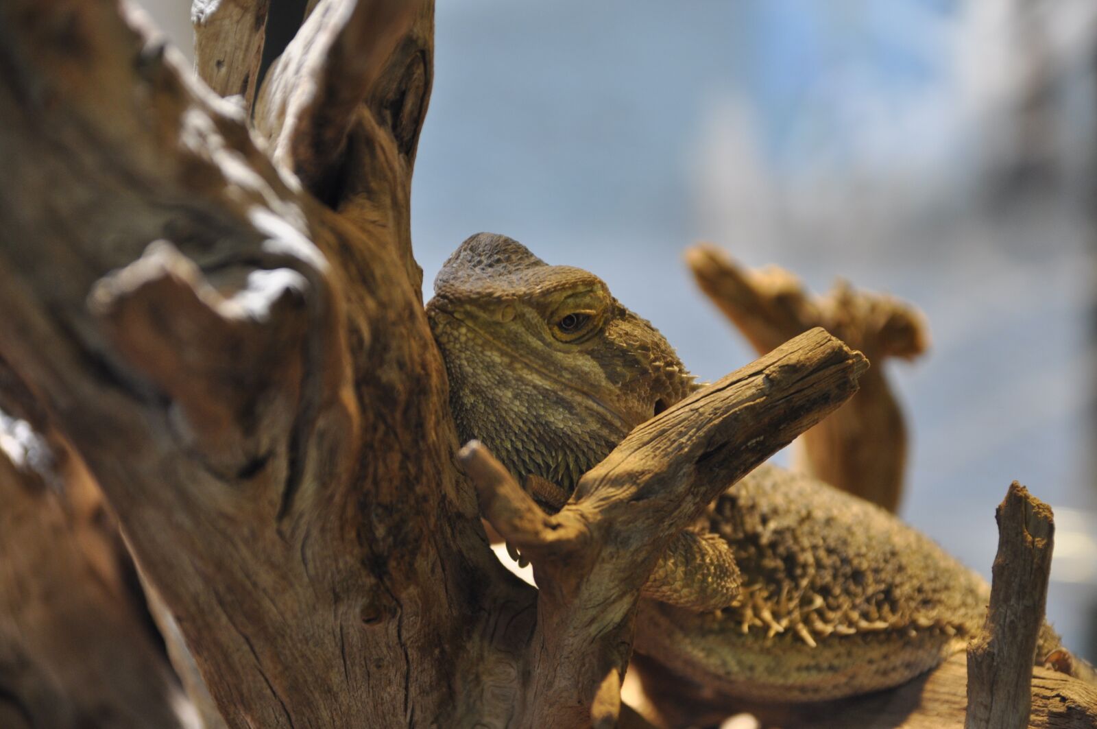 Nikon D5000 sample photo. Bearded dragon, reptile, terrarium photography