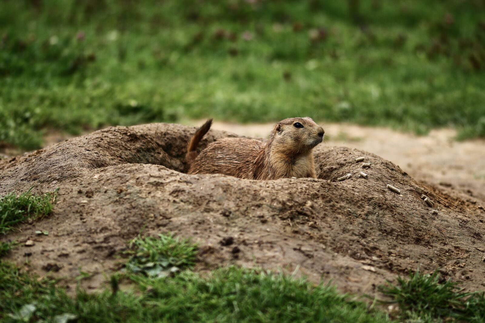 Canon EOS 700D (EOS Rebel T5i / EOS Kiss X7i) sample photo. Prairie dog, animals, zoo photography