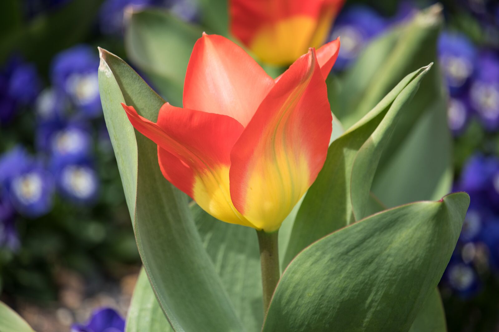 Canon EF-S 55-250mm F4-5.6 IS STM sample photo. Tulip, flower, ornamental plant photography