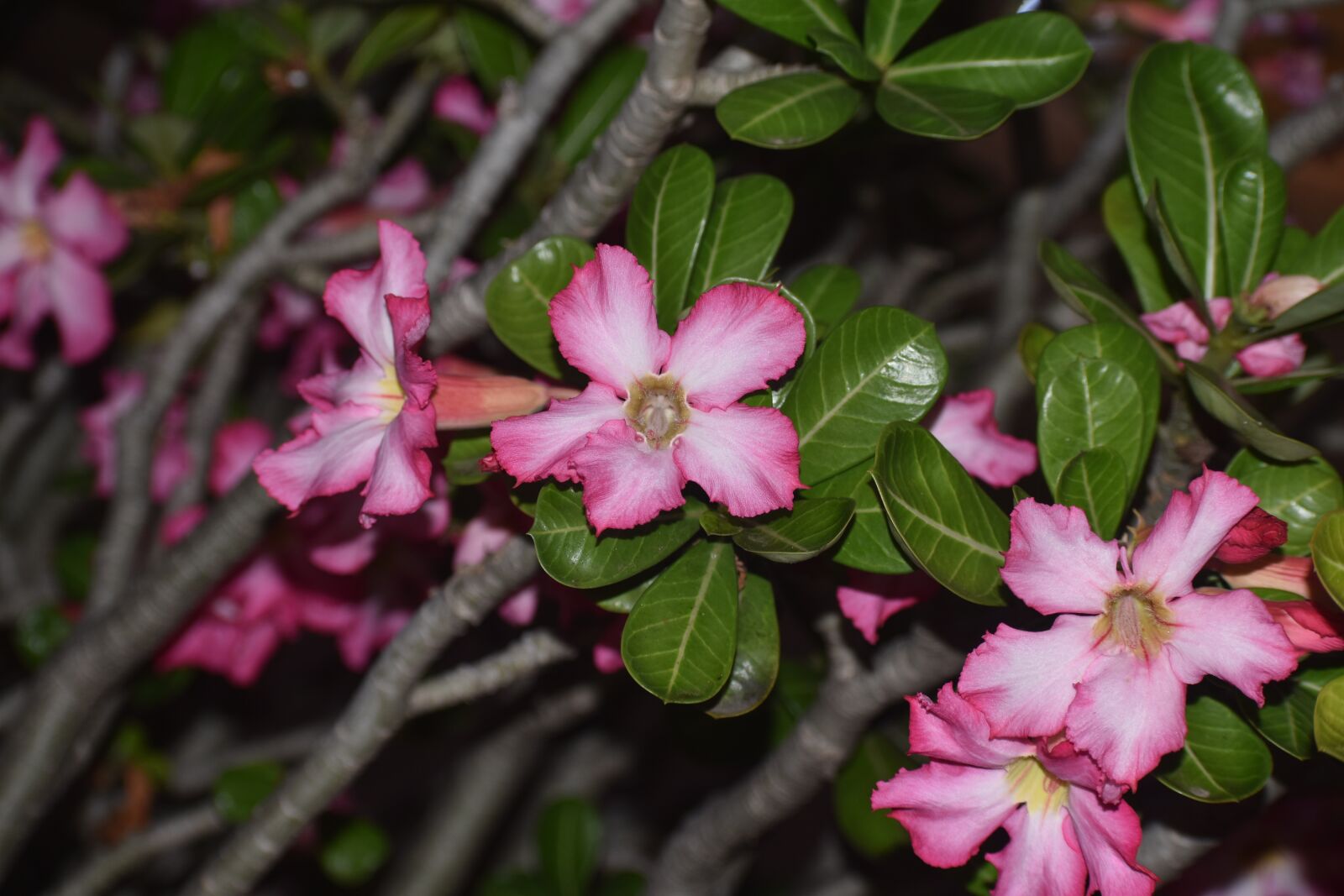Nikon D3500 sample photo. Flower, garden, nature photography