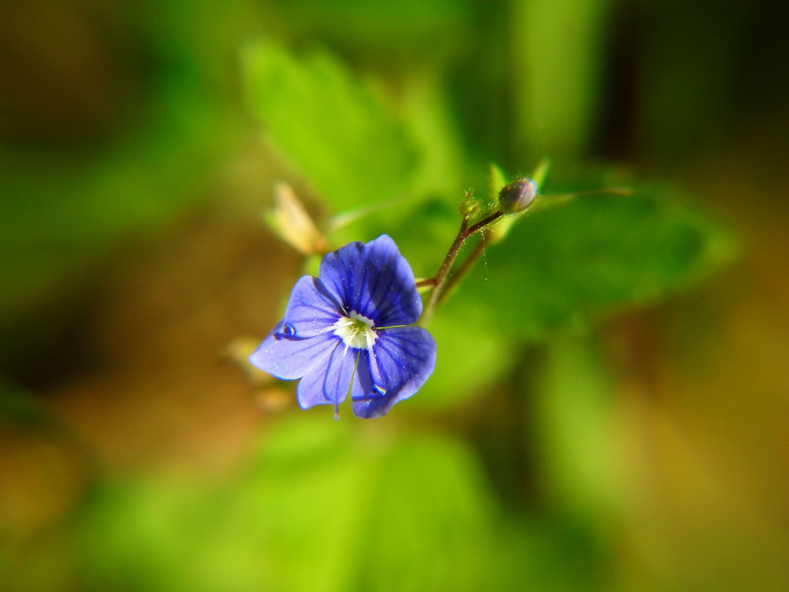 Nikon Coolpix P900 sample photo. Forget, spring, flower photography