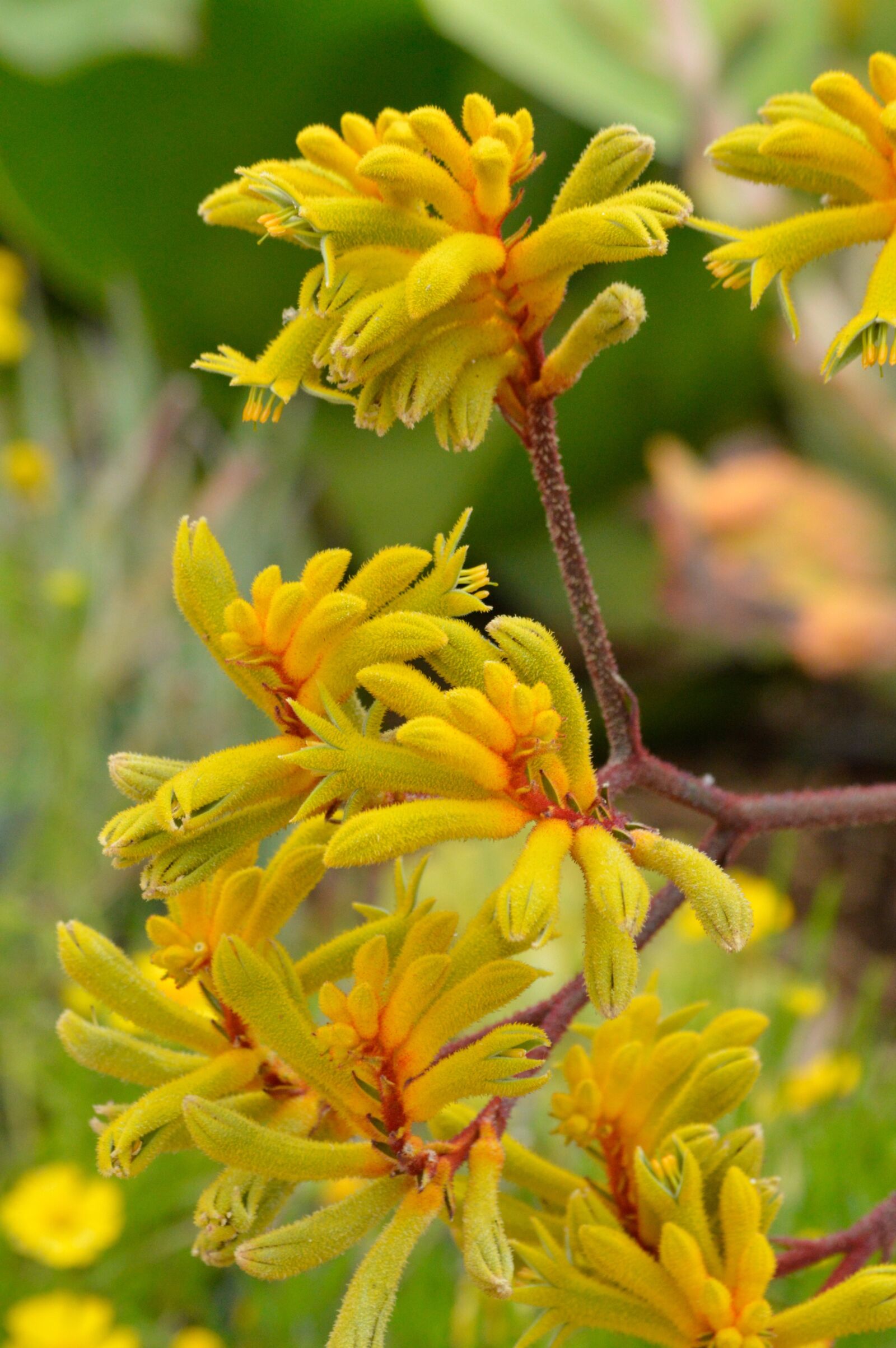 Nikon D3200 sample photo. Flowers, yellow, kangaroo paws photography