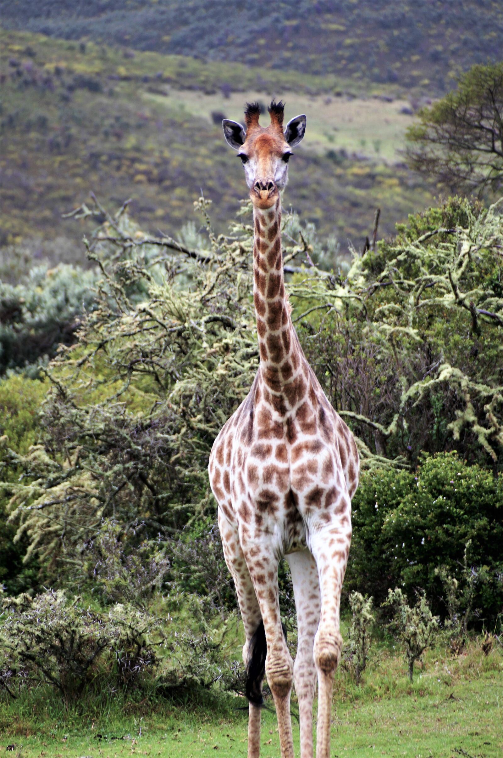 Sony DT 18-250mm F3.5-6.3 sample photo. Africa, south africa, giraffe photography