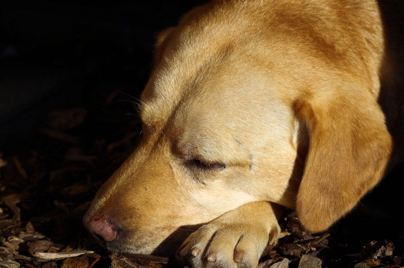 Pentax K-50 sample photo. Dog, labrador, sleeping photography