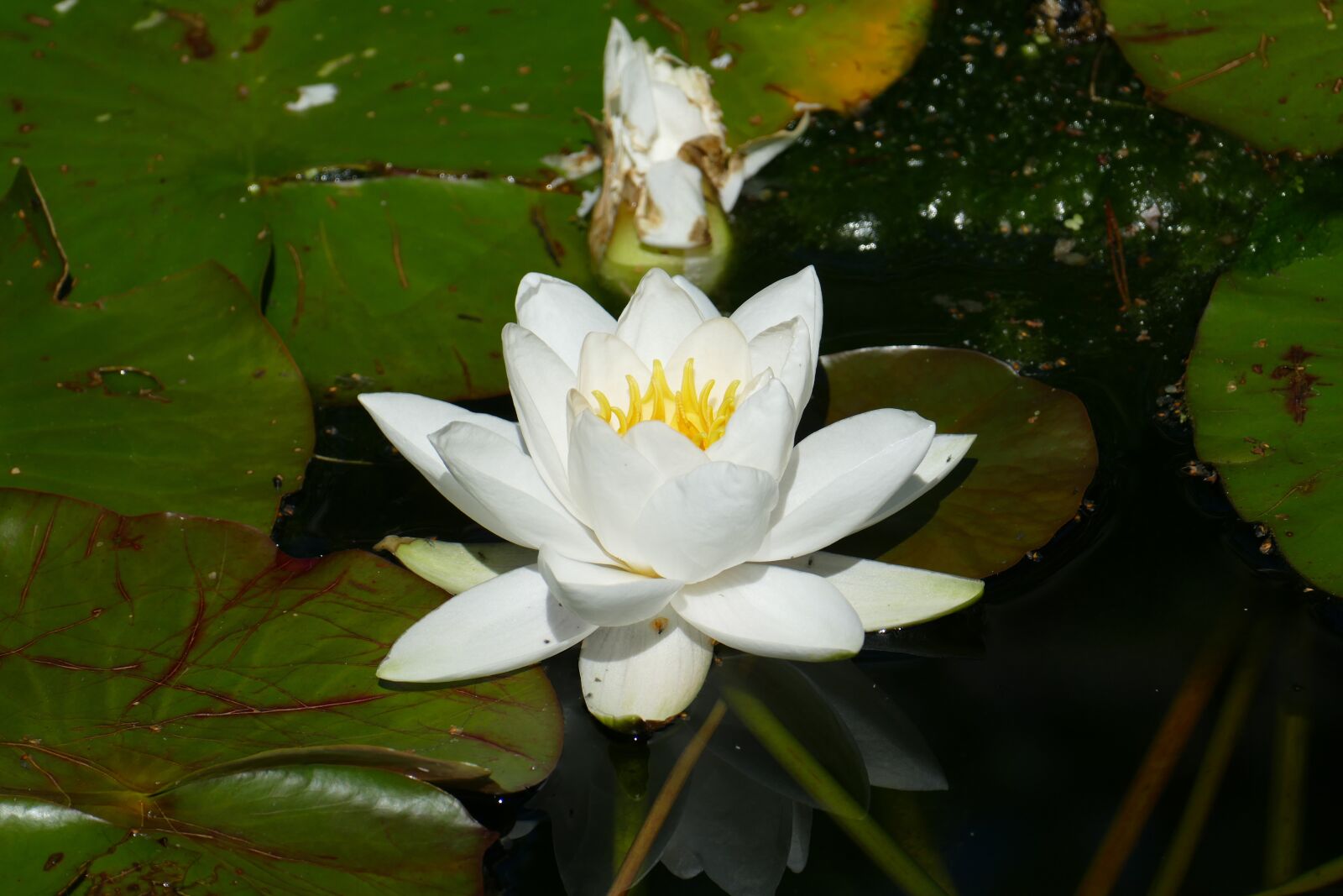 Panasonic Lumix DMC-FZ1000 sample photo. Water lily, bird park photography