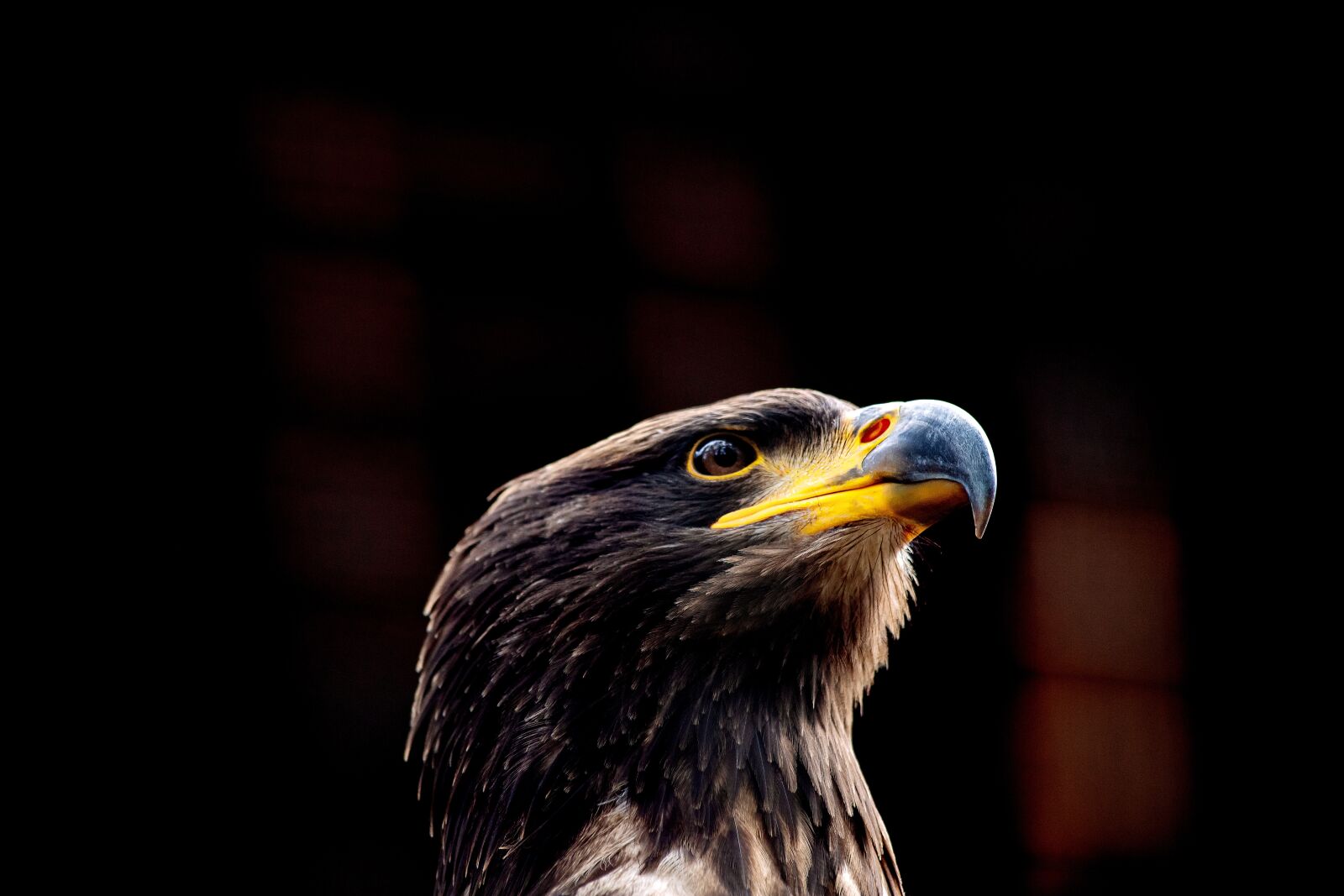 Canon EF 70-300mm F4-5.6 IS USM sample photo. Bald eagle, bird, animal photography